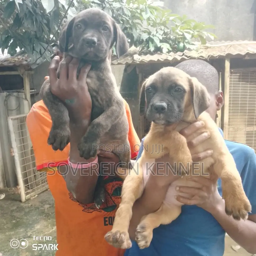1-3 months Male Purebred Boerboel