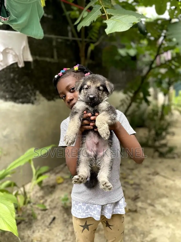 1-3 months Female Purebred German Shepherd