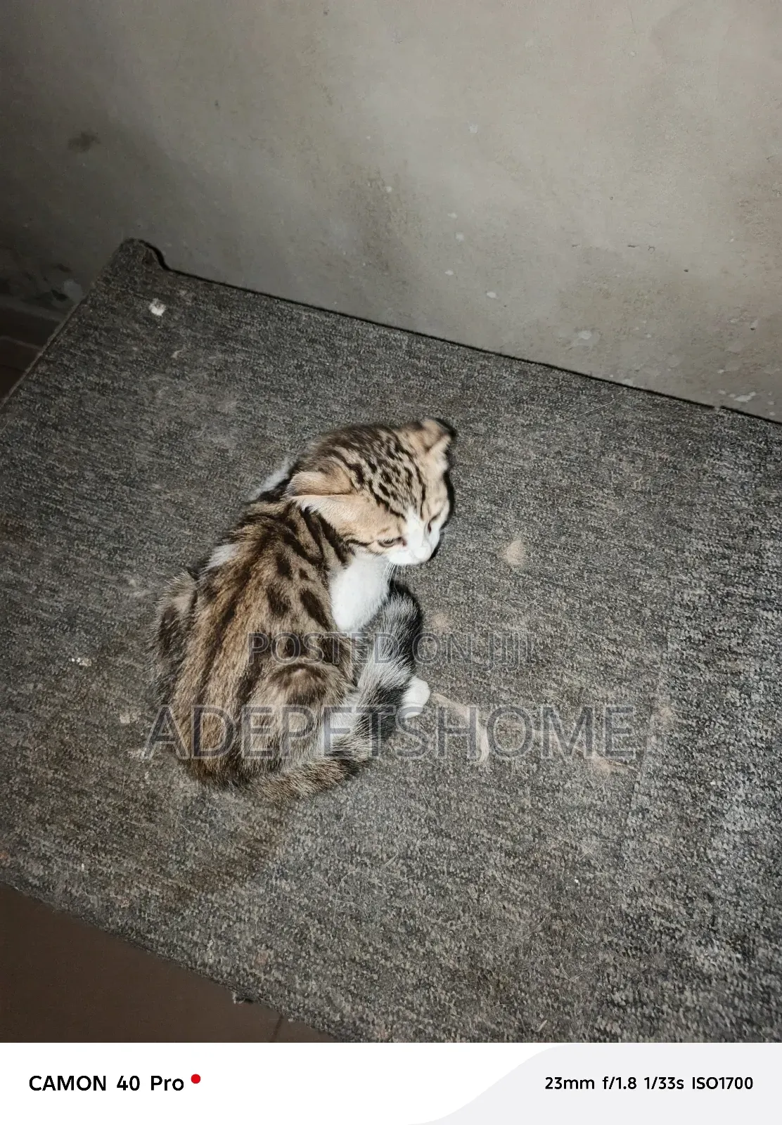 1-3 months Female Purebred Bengal