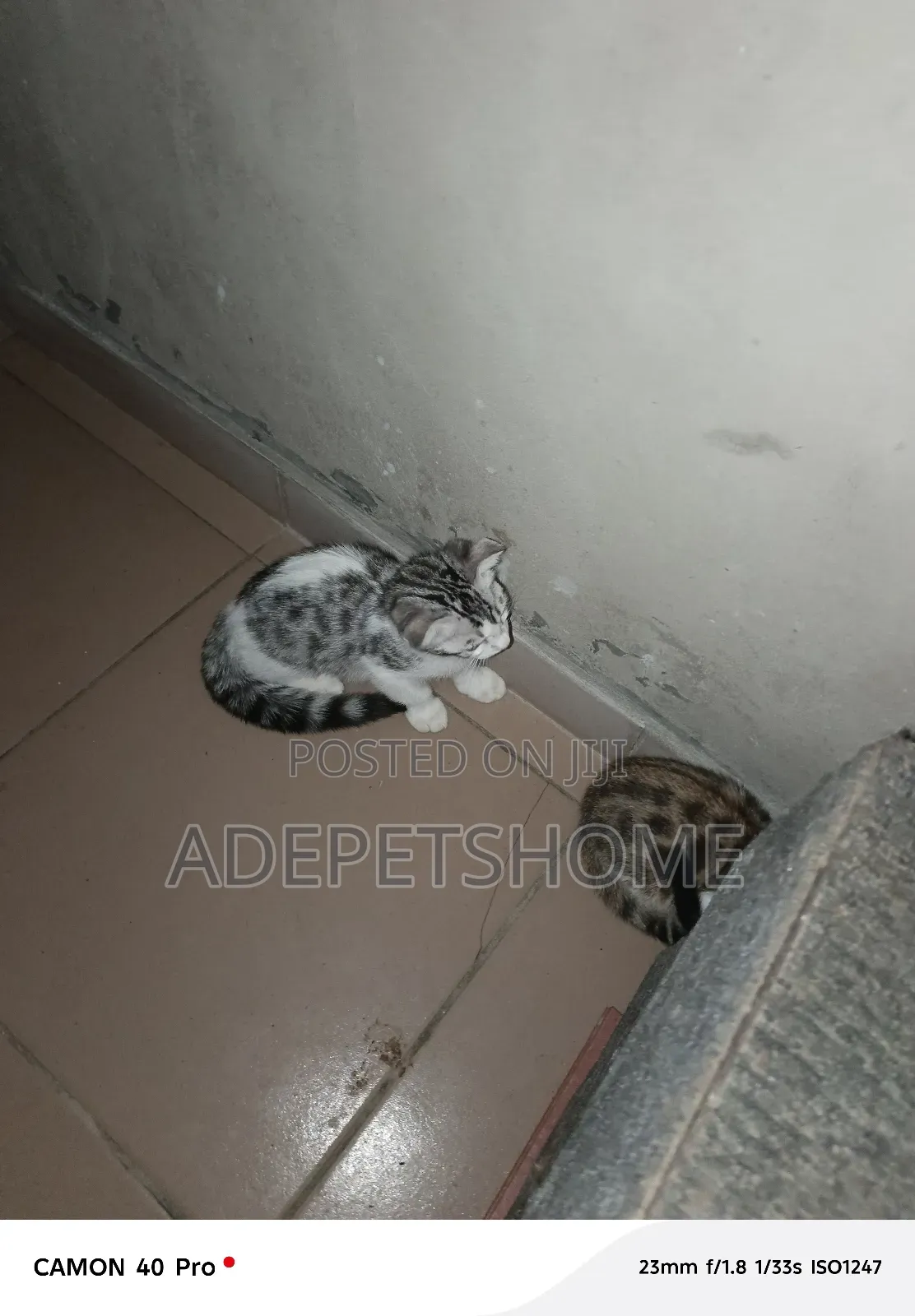 1-3 months Female Purebred Bengal