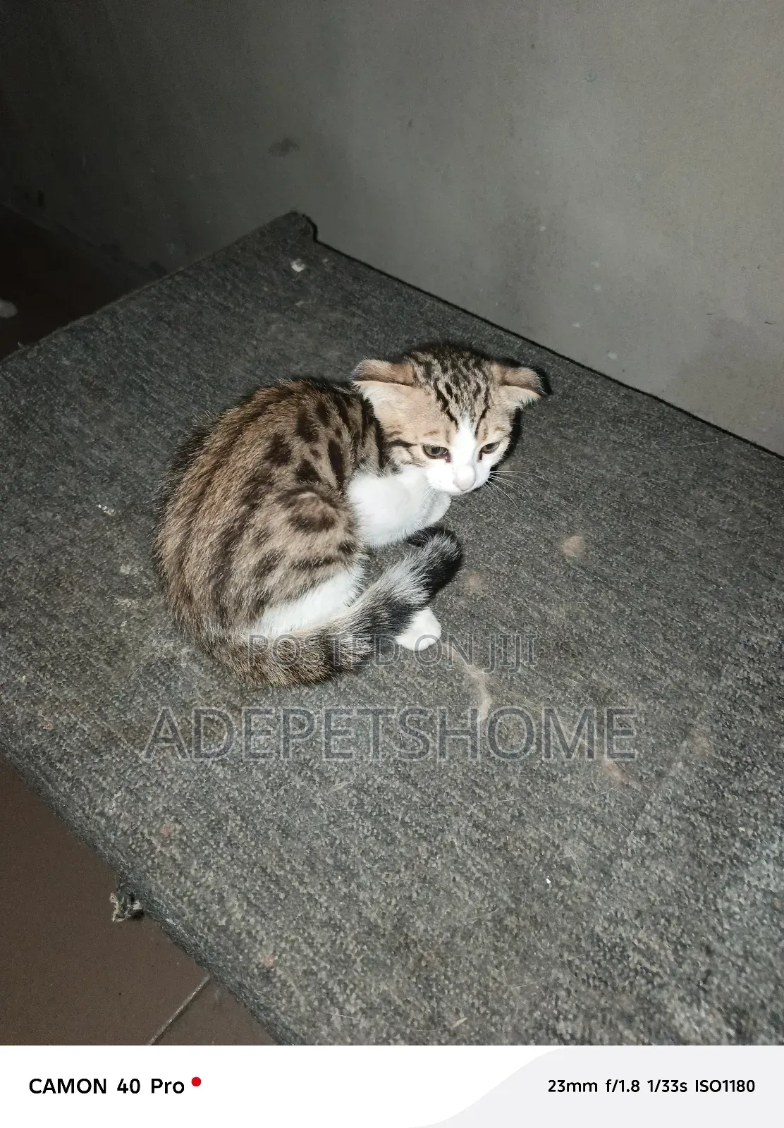 1-3 months Female Purebred Bengal