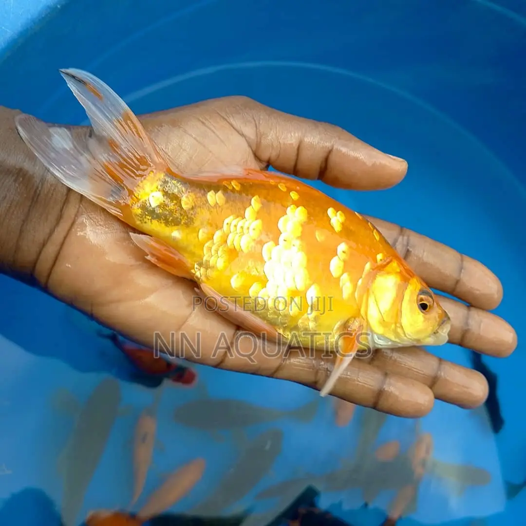 Giant Gold Fish