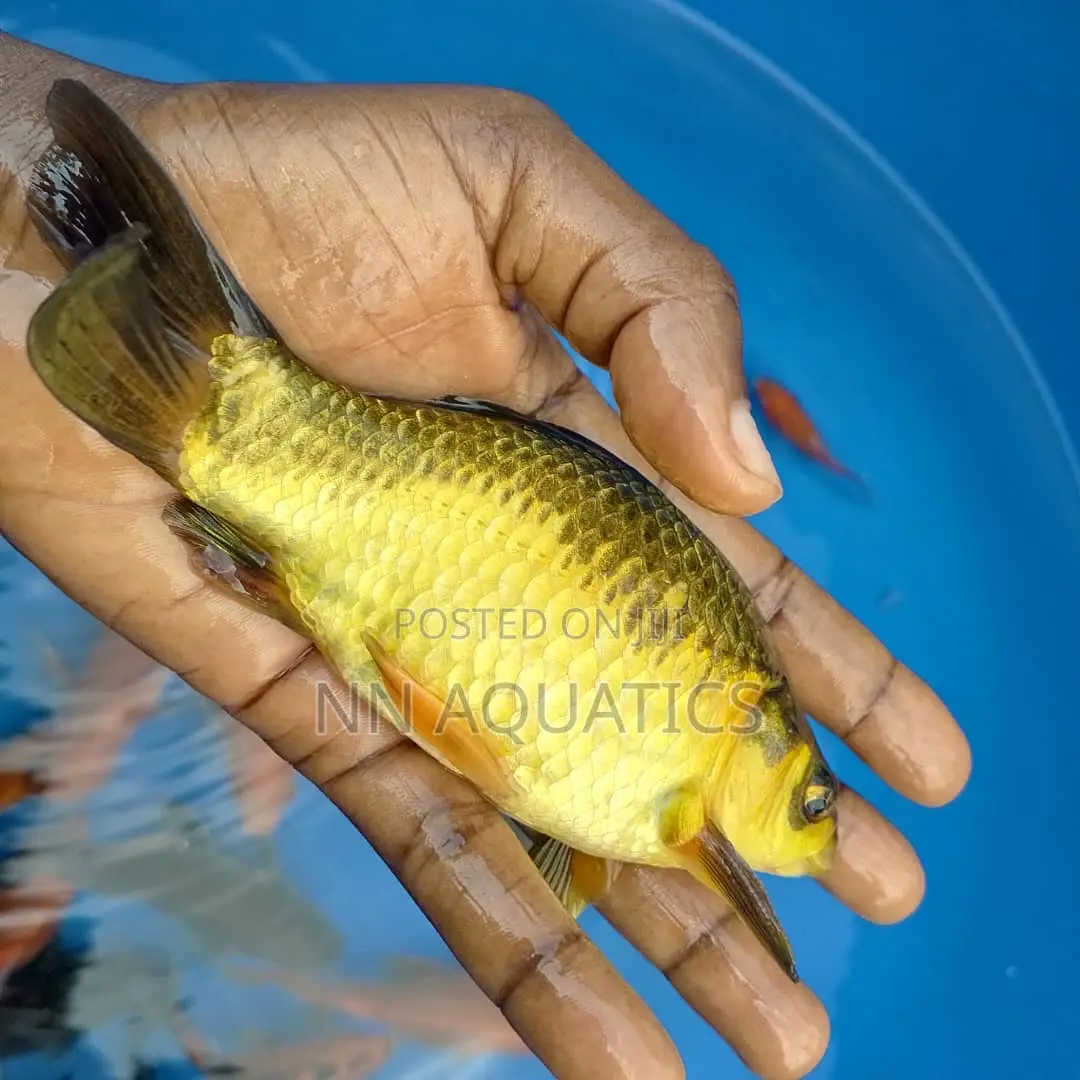 Giant Gold Fish