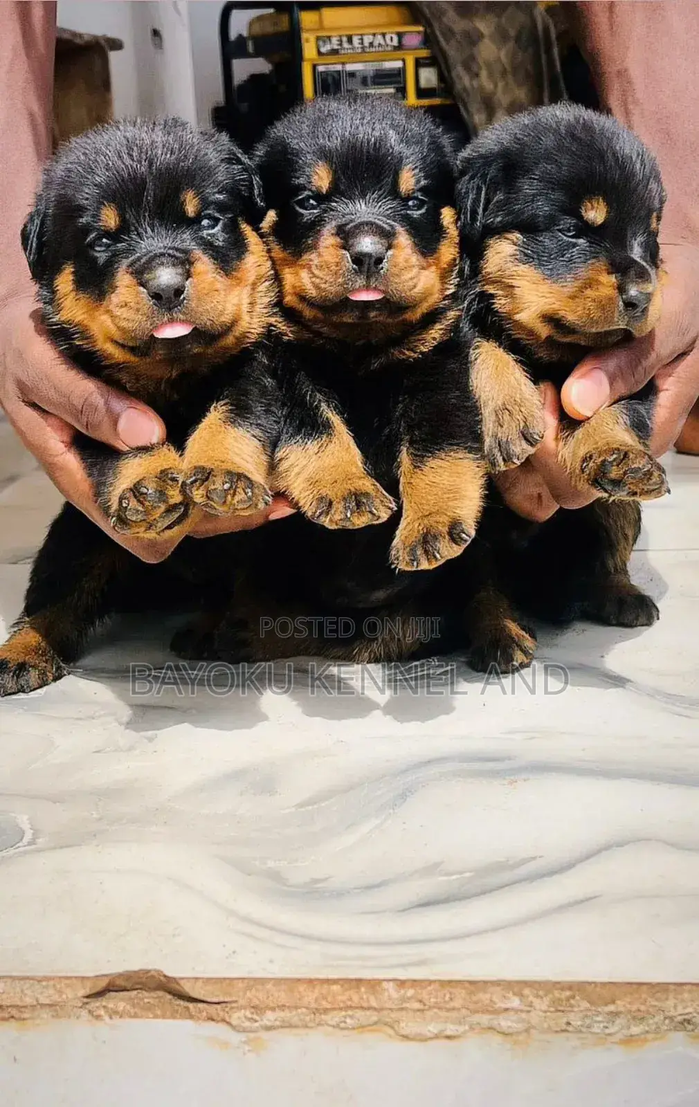 1-3 months Female Purebred Rottweiler