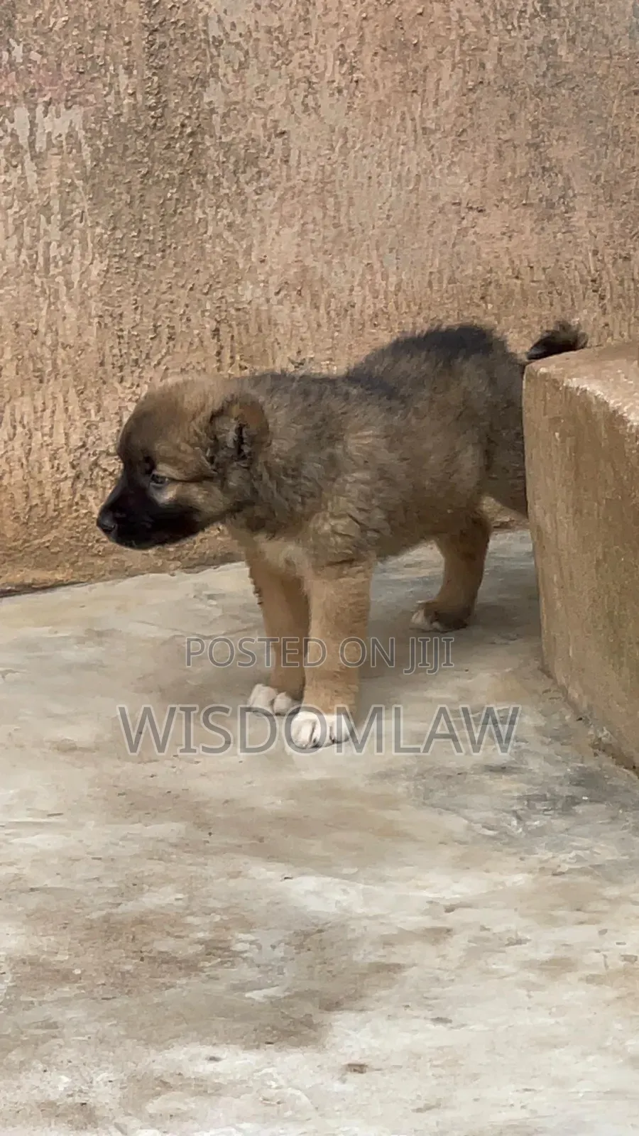 1-3 months Male Purebred Caucasian Shepherd
