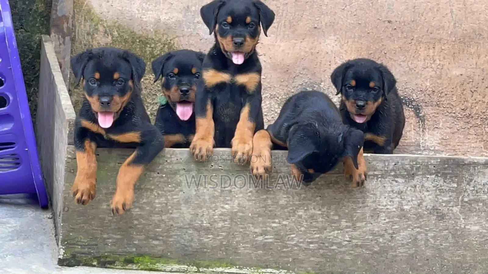 1-3 months Female Purebred Rottweiler