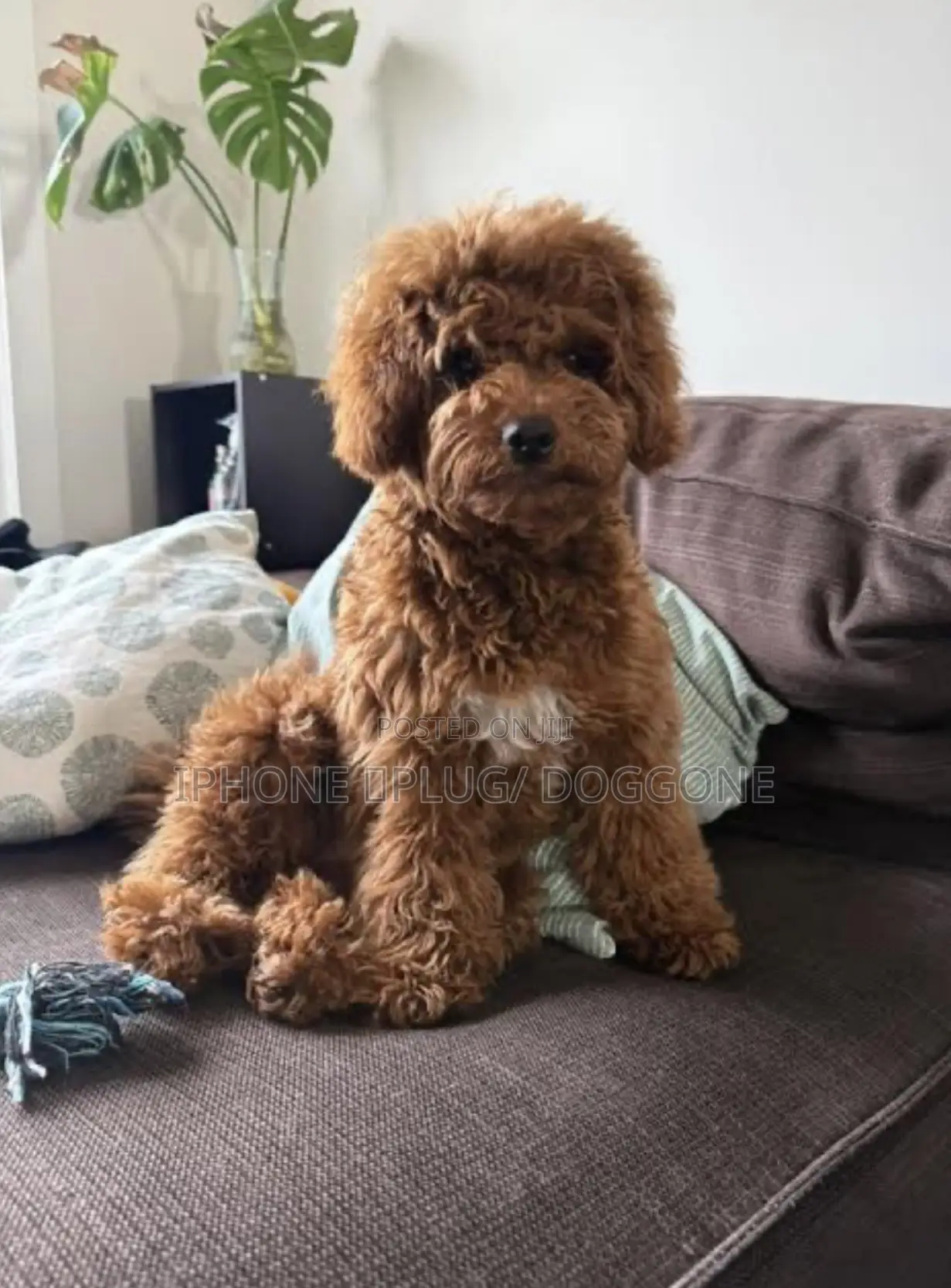 1-3 months Male Purebred Poodle