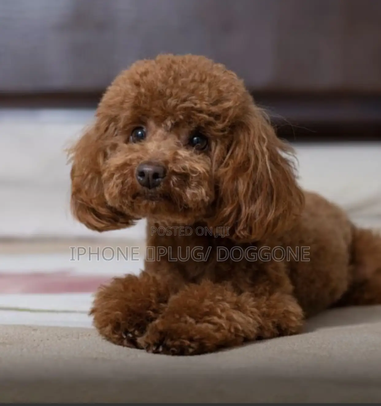1-3 months Male Purebred Poodle