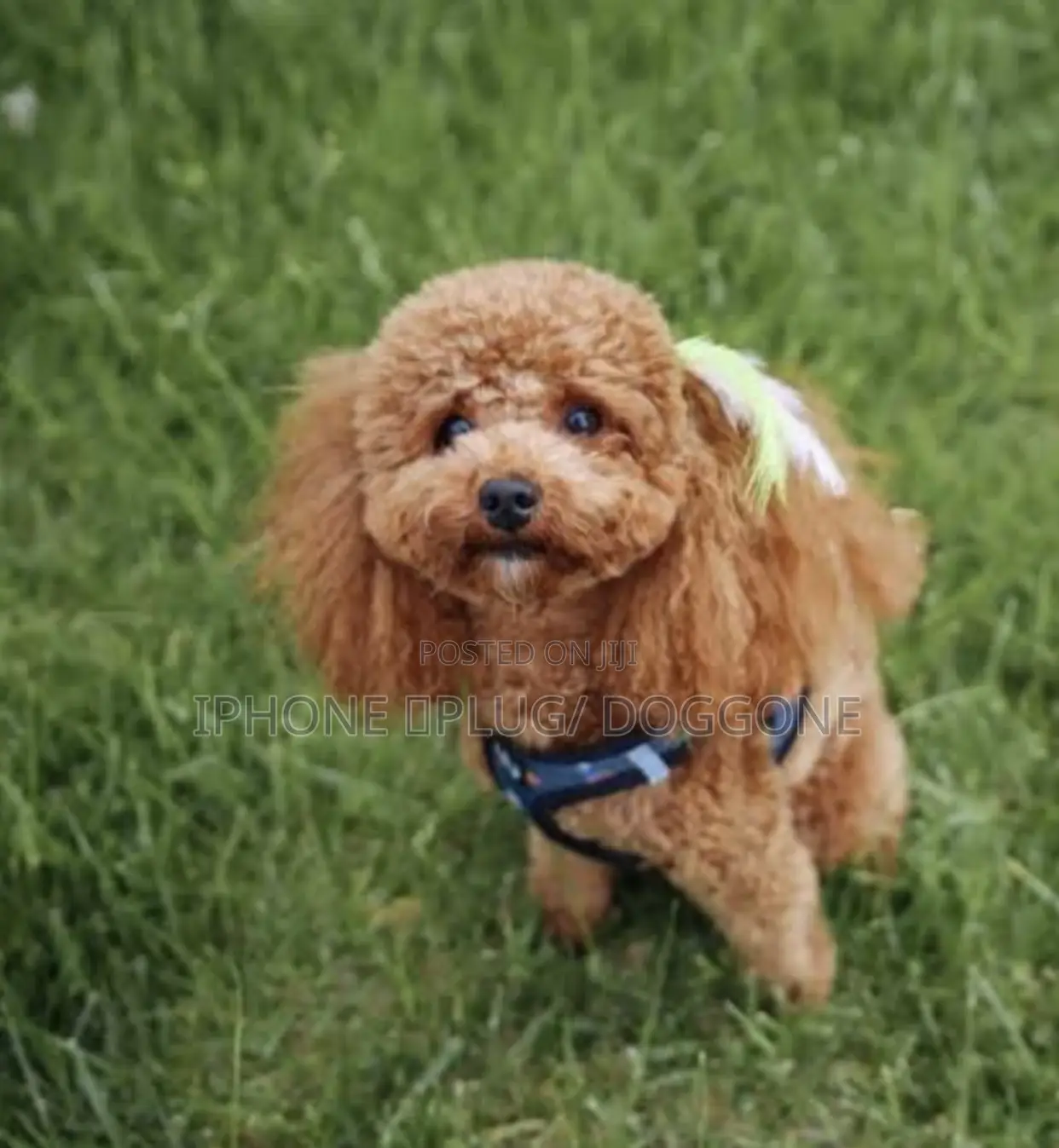 1-3 months Male Purebred Poodle