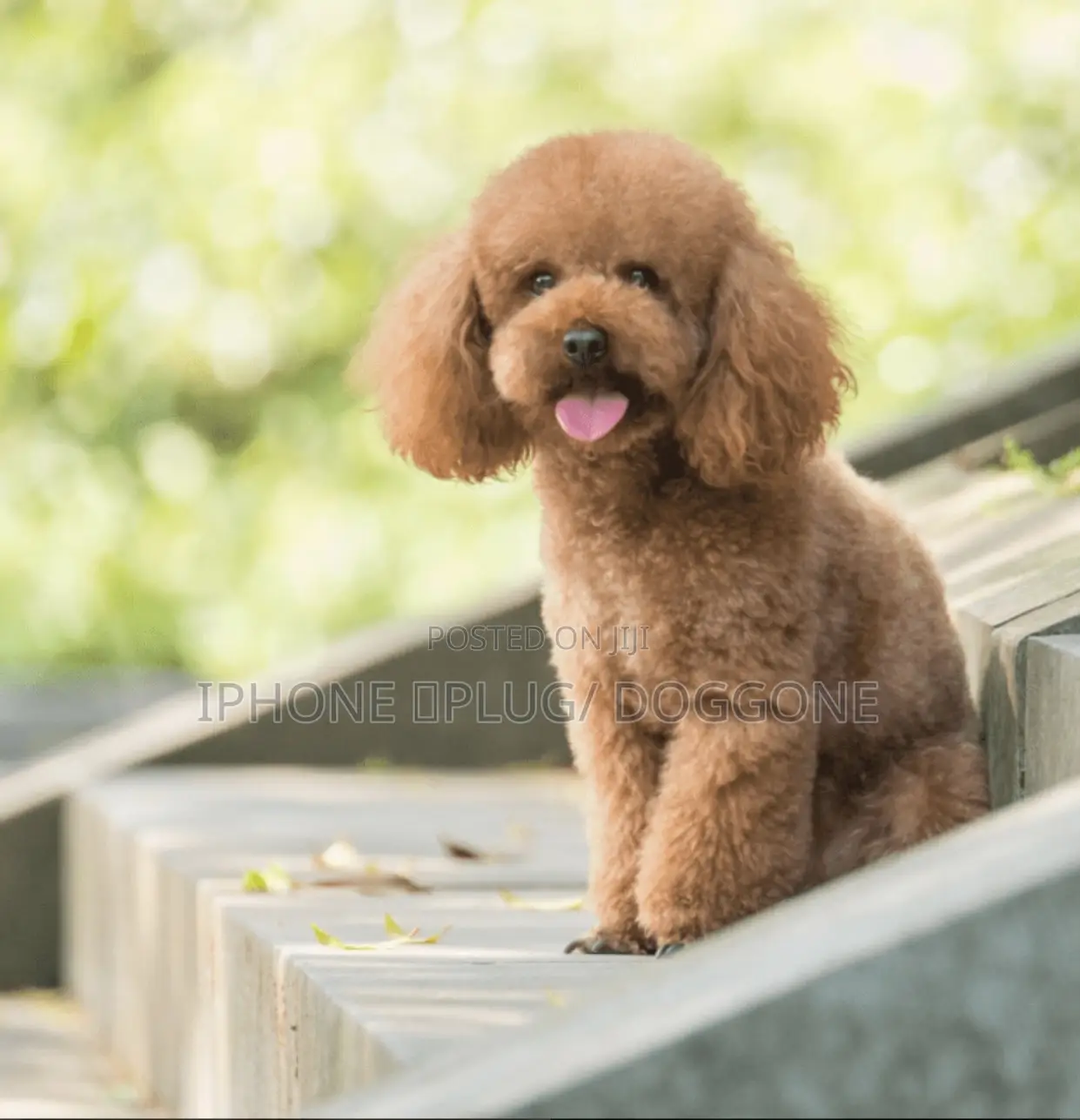1-3 months Male Purebred Poodle