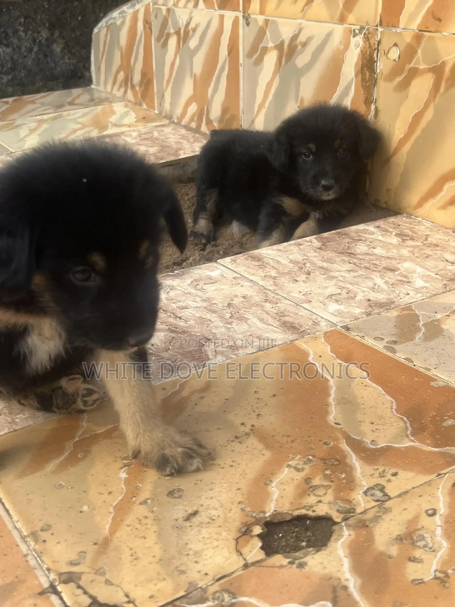 1-3 months Male Purebred German Shepherd