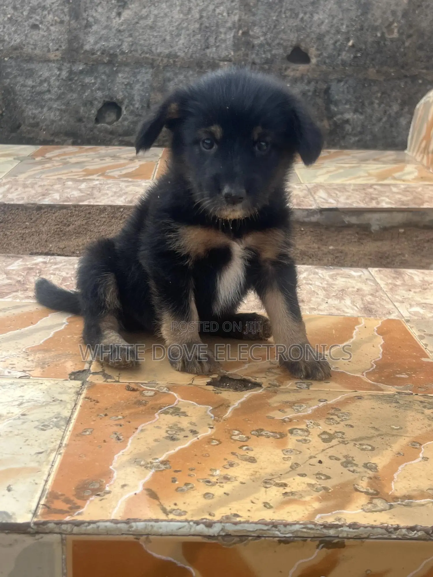 1-3 months Male Purebred German Shepherd