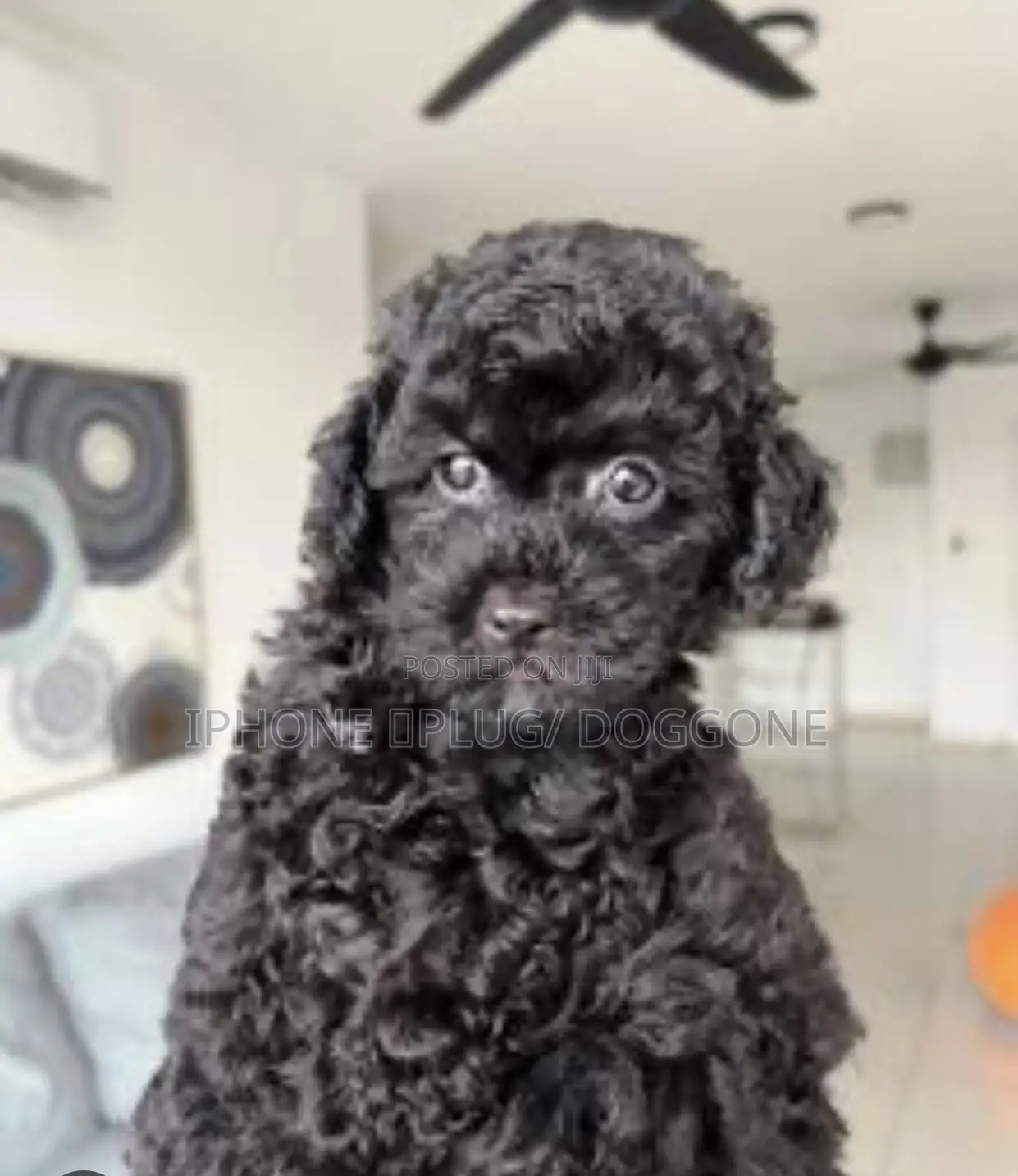 3-6 months Female Purebred Poodle