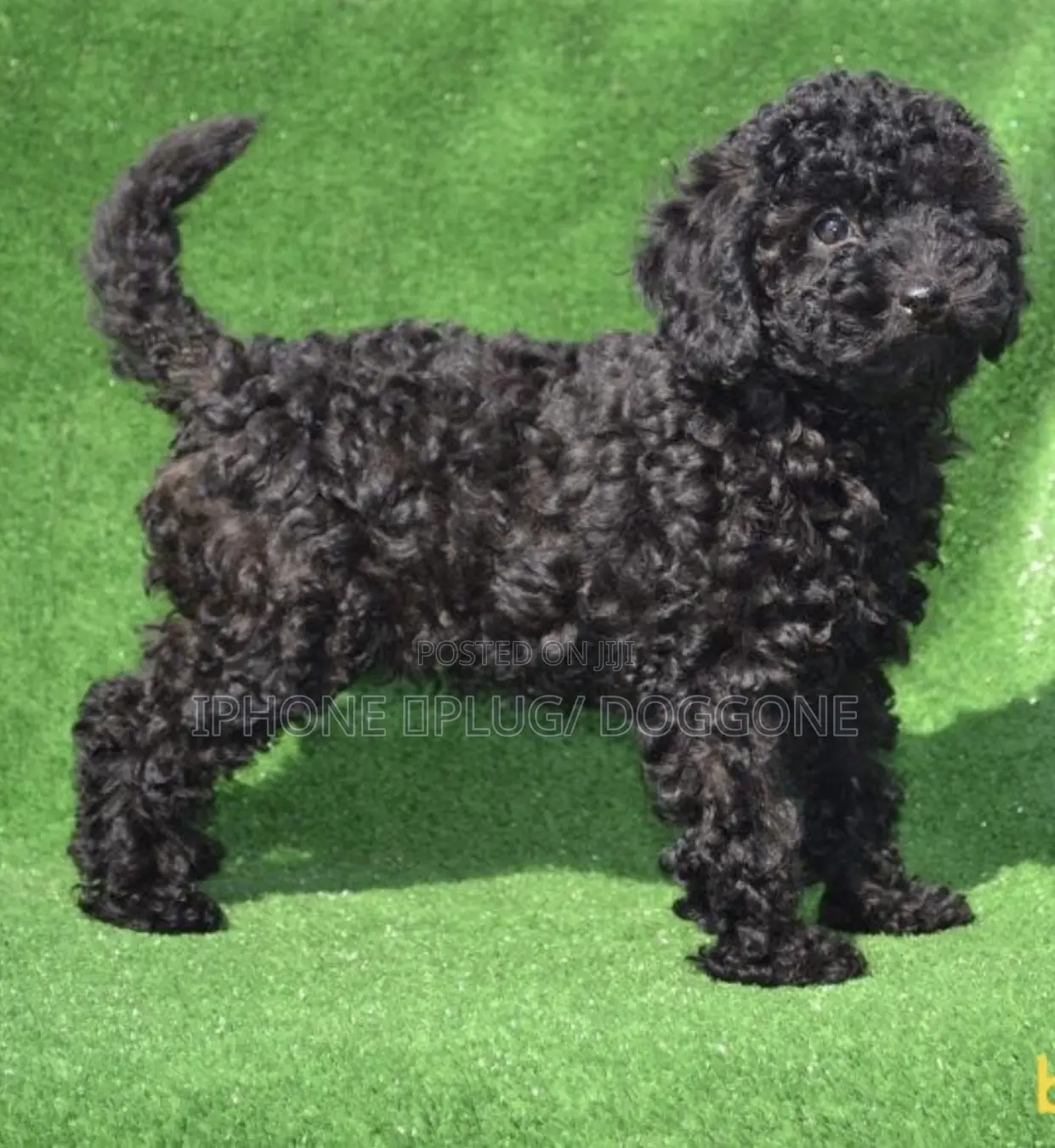 3-6 months Female Purebred Poodle