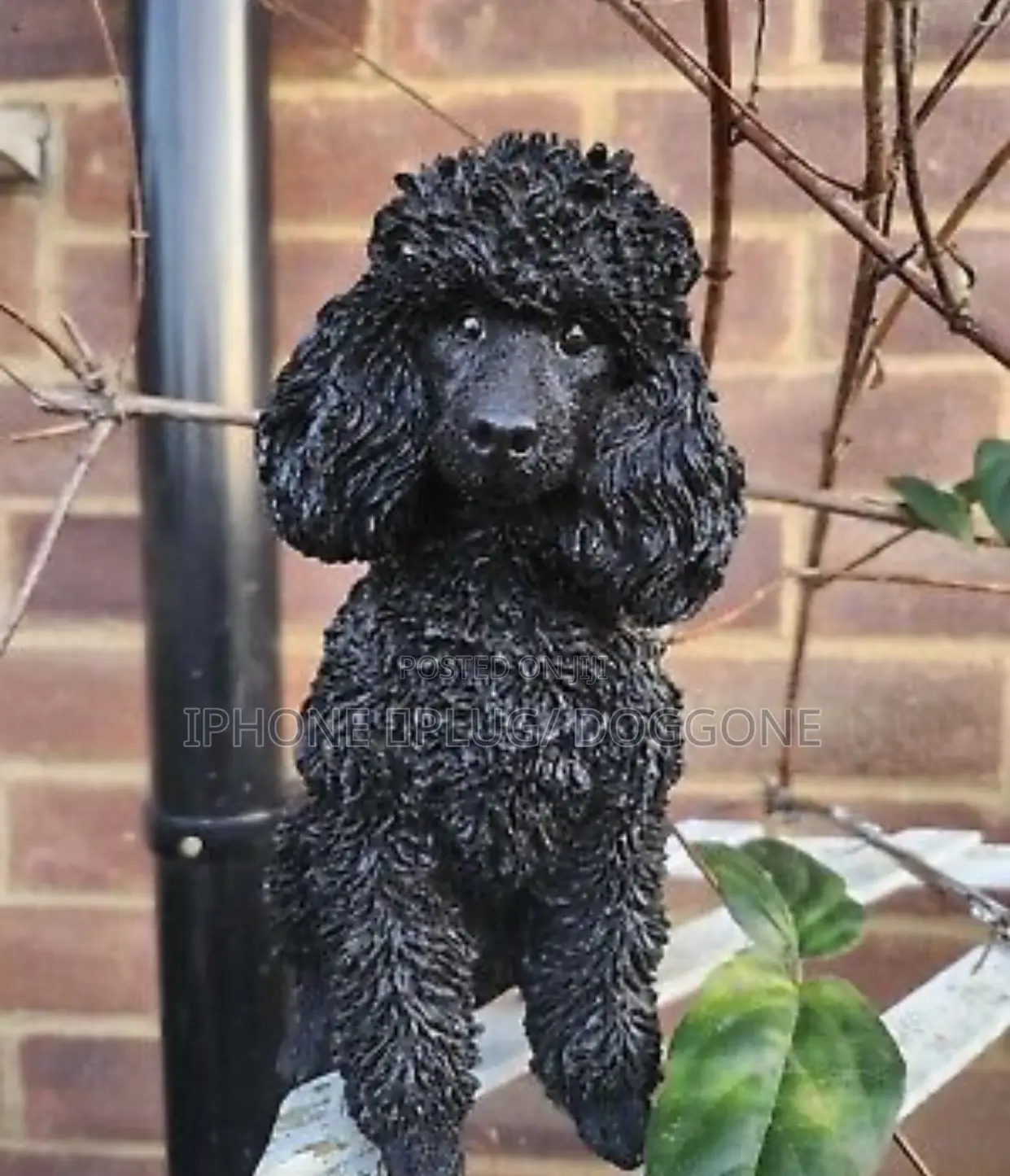 3-6 months Female Purebred Poodle