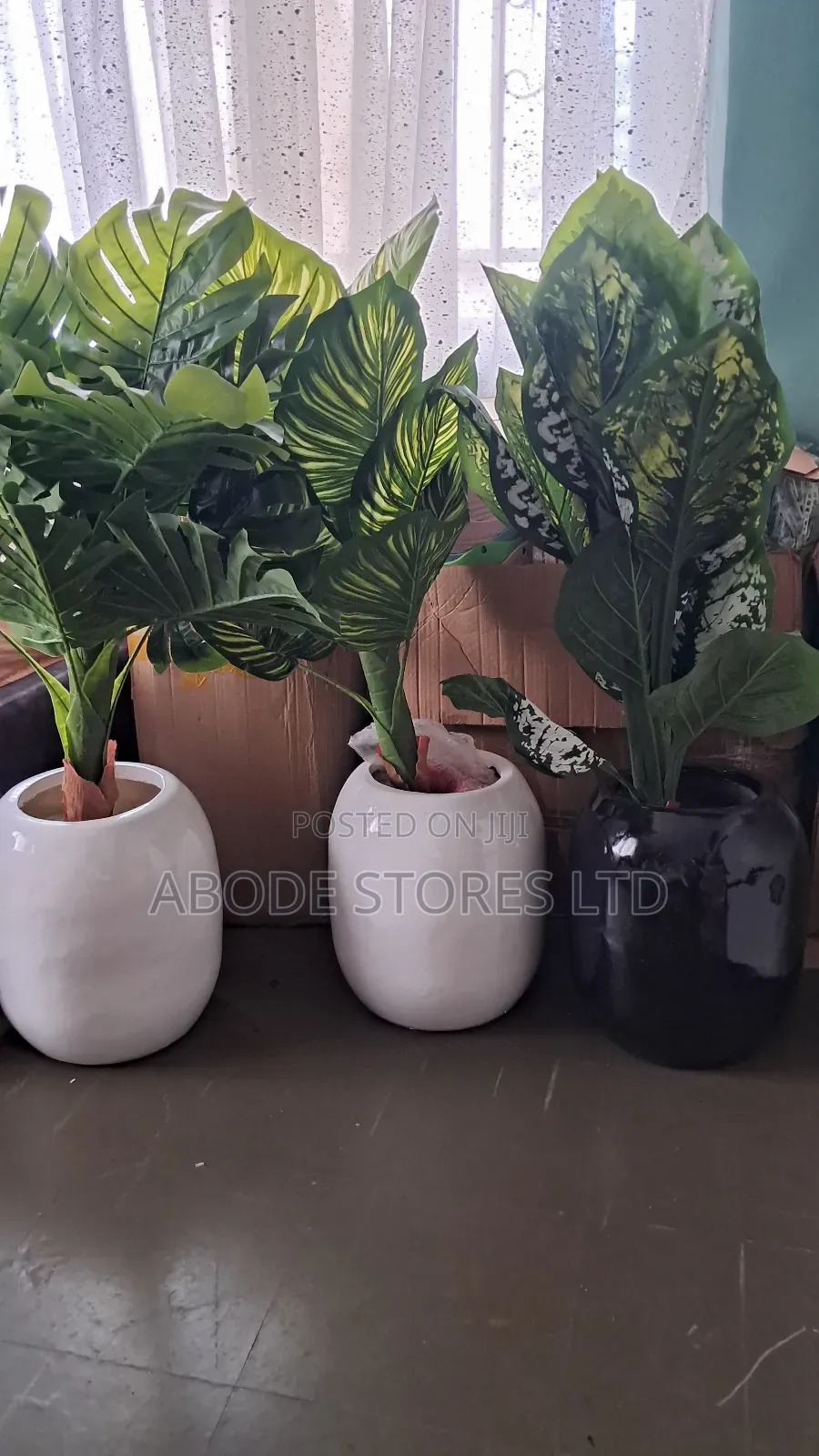 Medium Sized Floor Plants