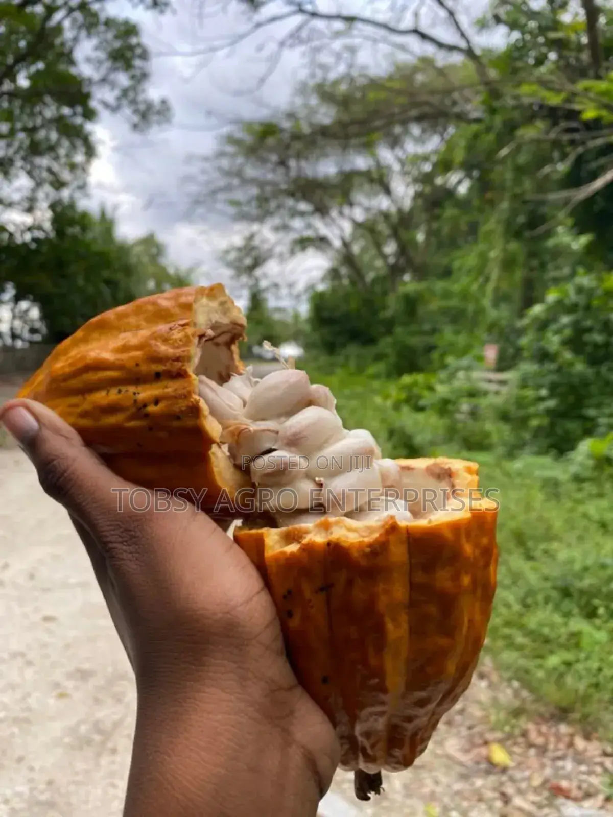 Hybrid Cocoa Pods