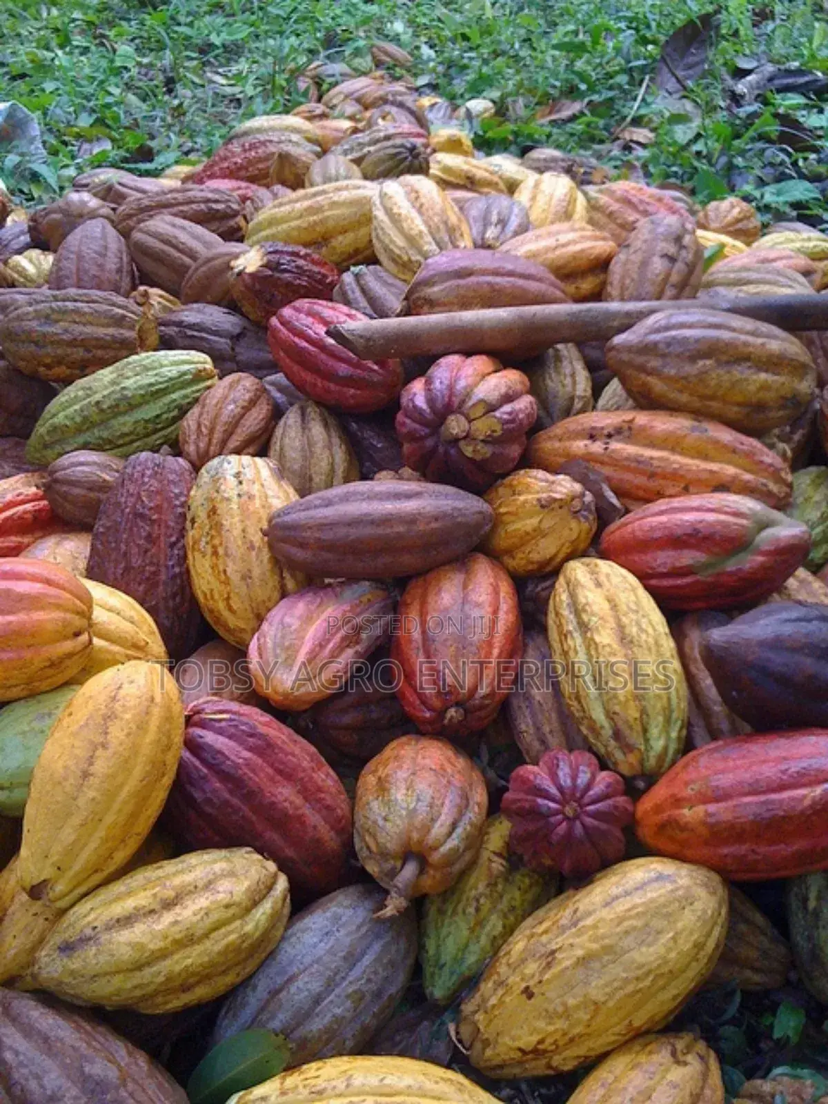 Hybrid Cocoa Pods