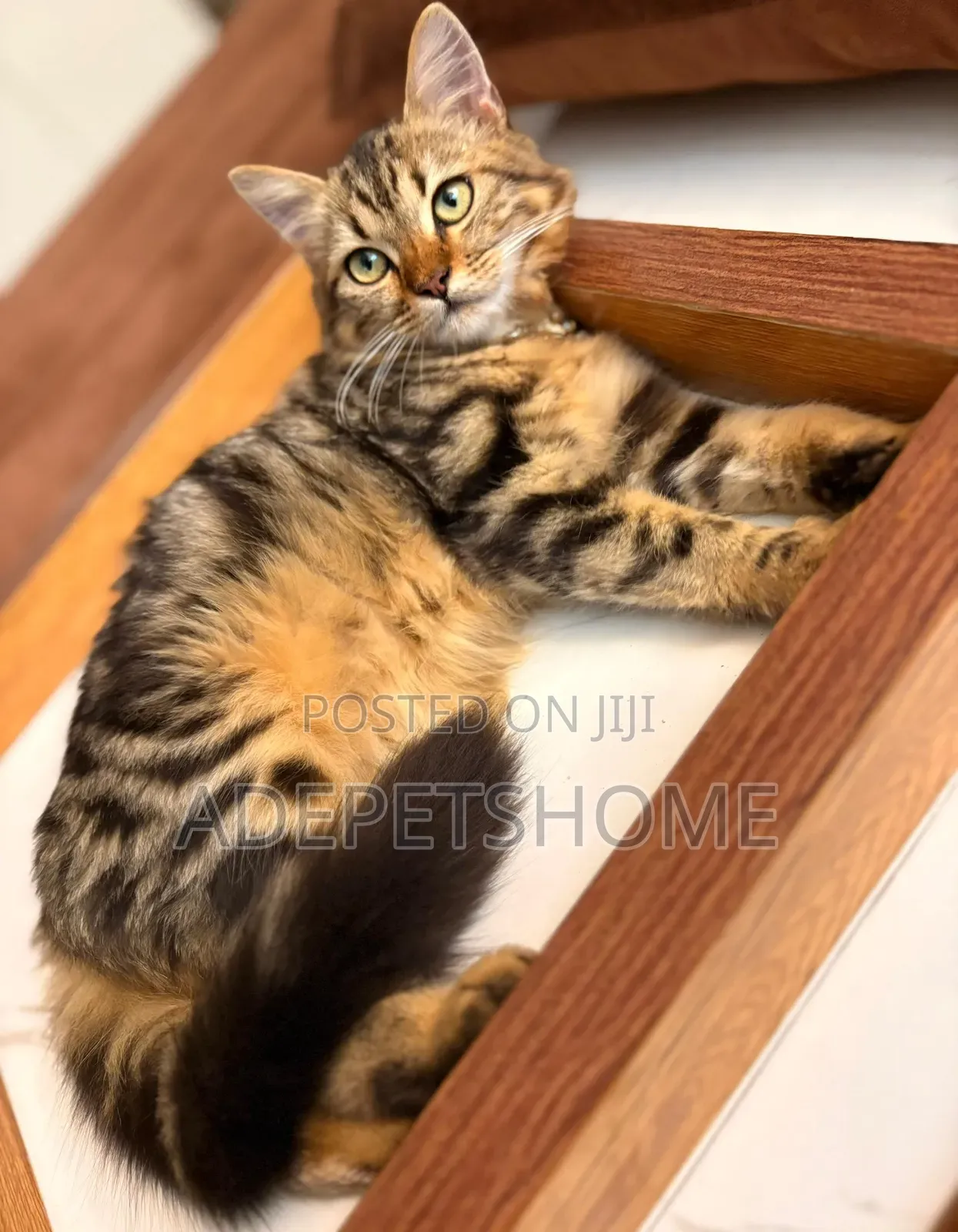 3-6 months Female Purebred Bengal