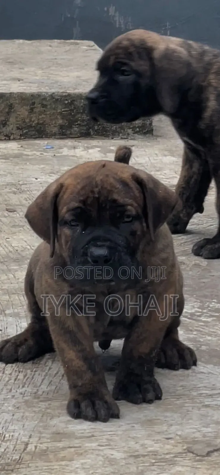 1-3 months Male Purebred Boerboel