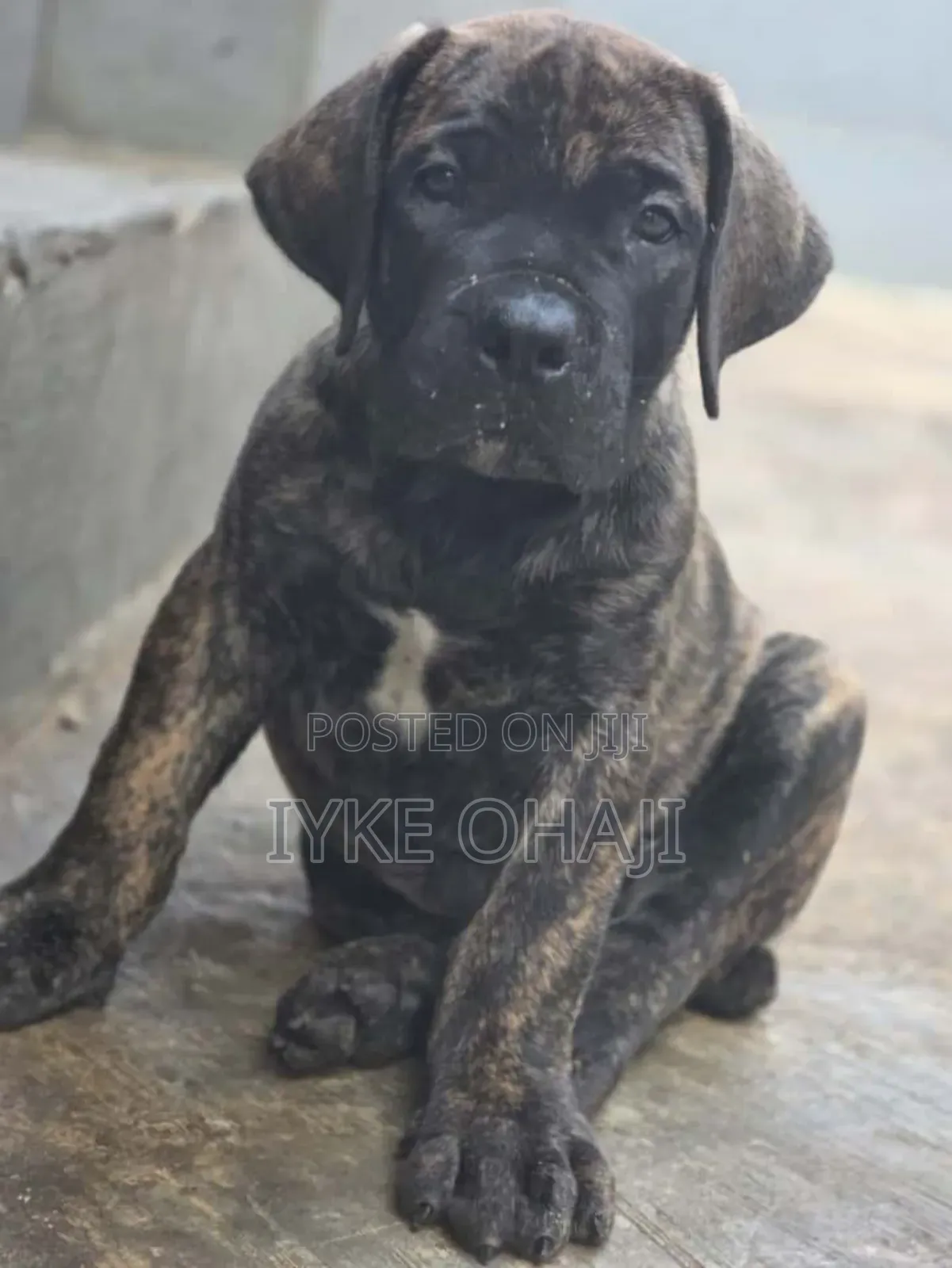 1-3 months Male Purebred Boerboel