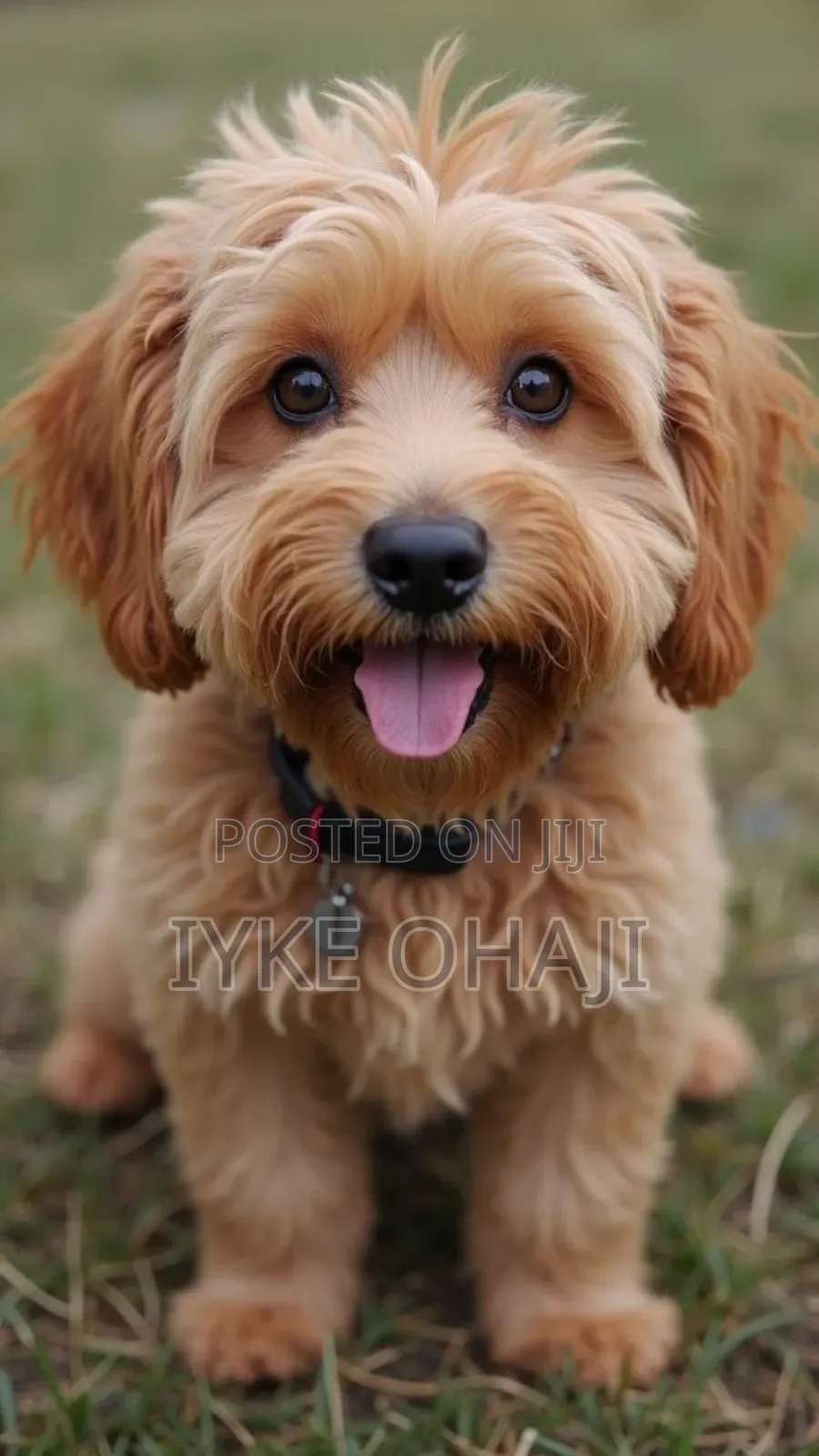 1-3 months Male Purebred Lhasa Apso