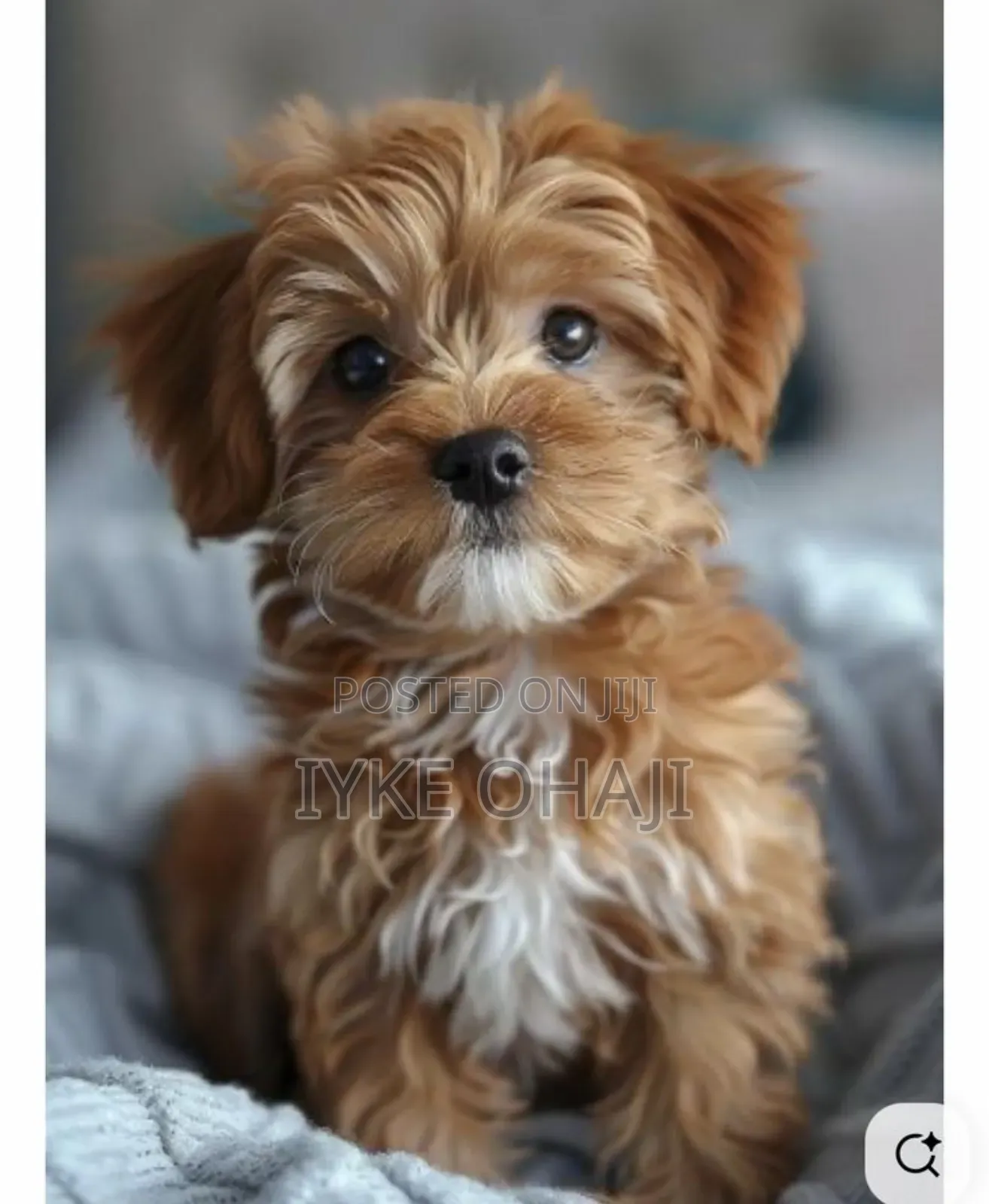 1-3 months Male Purebred Lhasa Apso