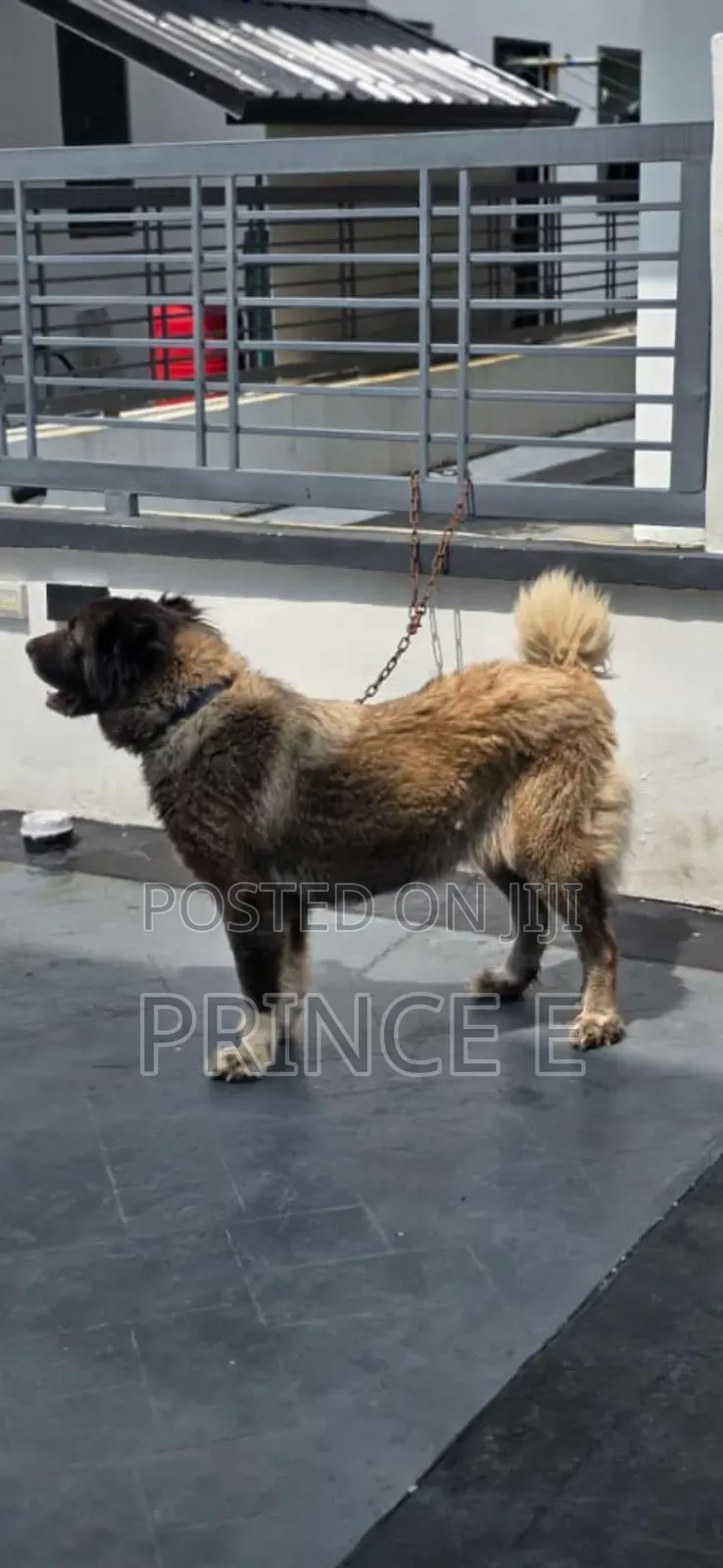 1+ year Female Purebred Caucasian Shepherd