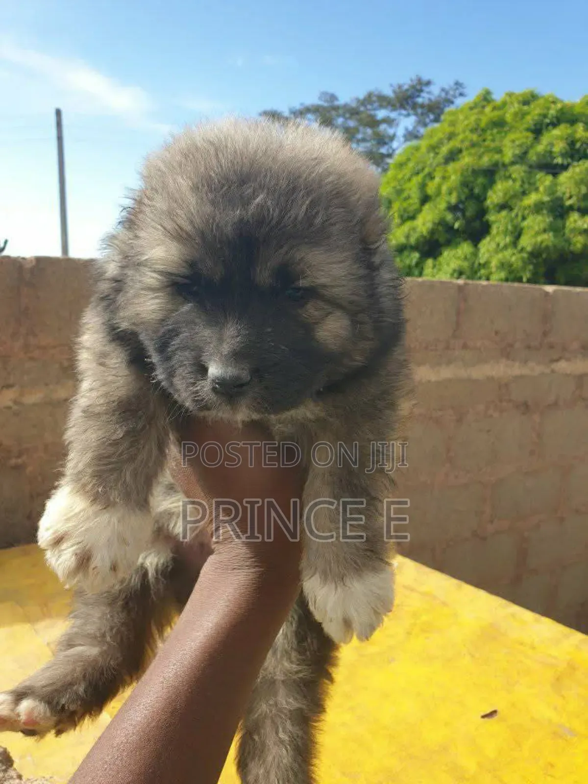 1-3 months Male Purebred Caucasian Shepherd