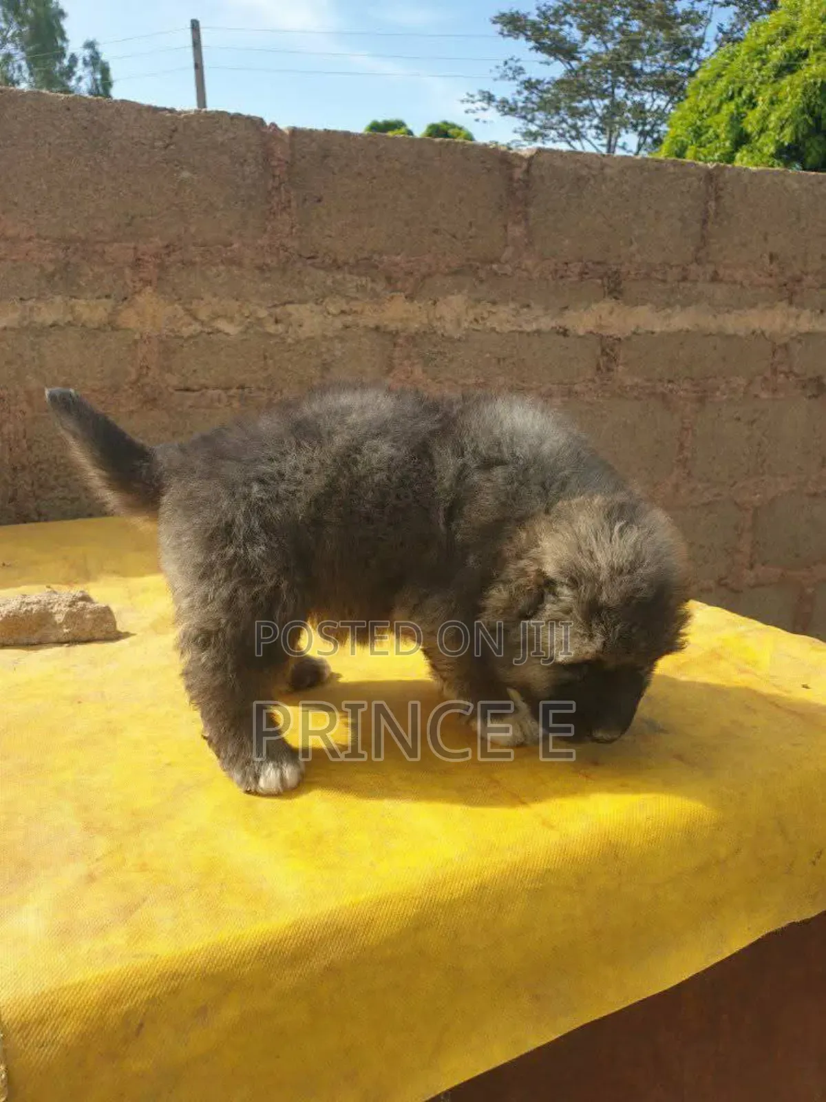1-3 months Male Purebred Caucasian Shepherd