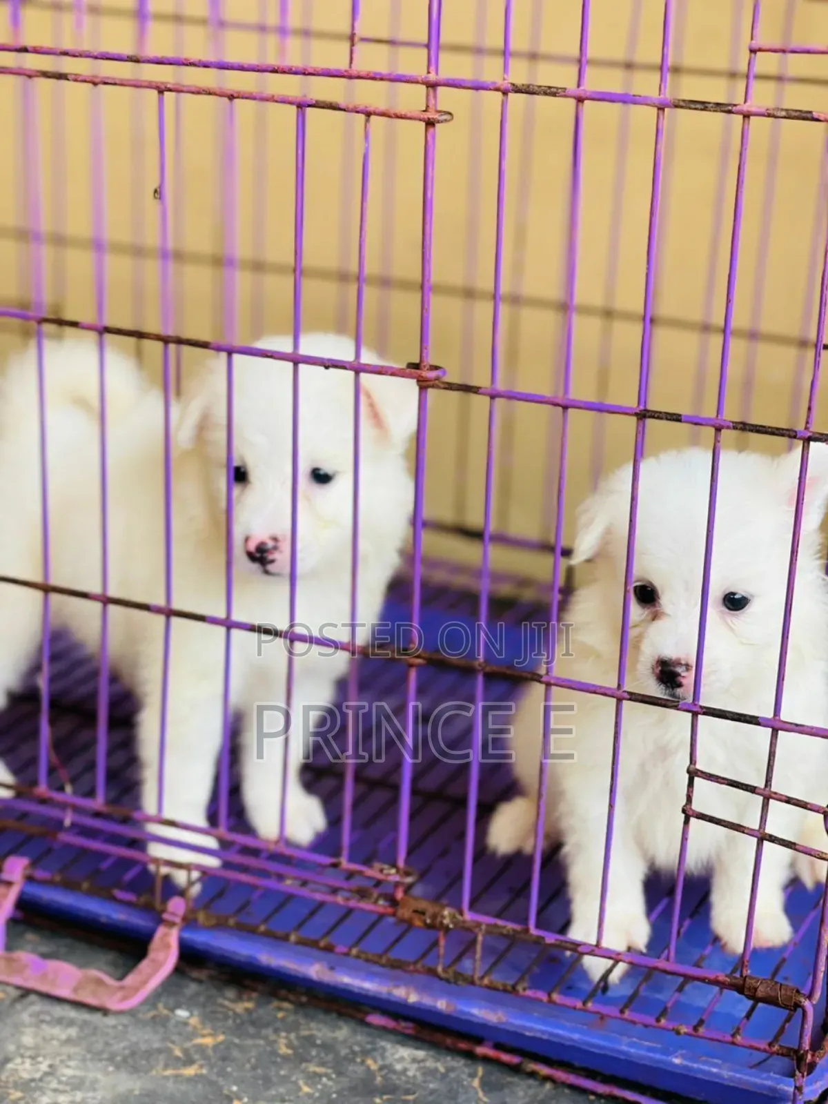 1-3 months Male Purebred American Eskimo