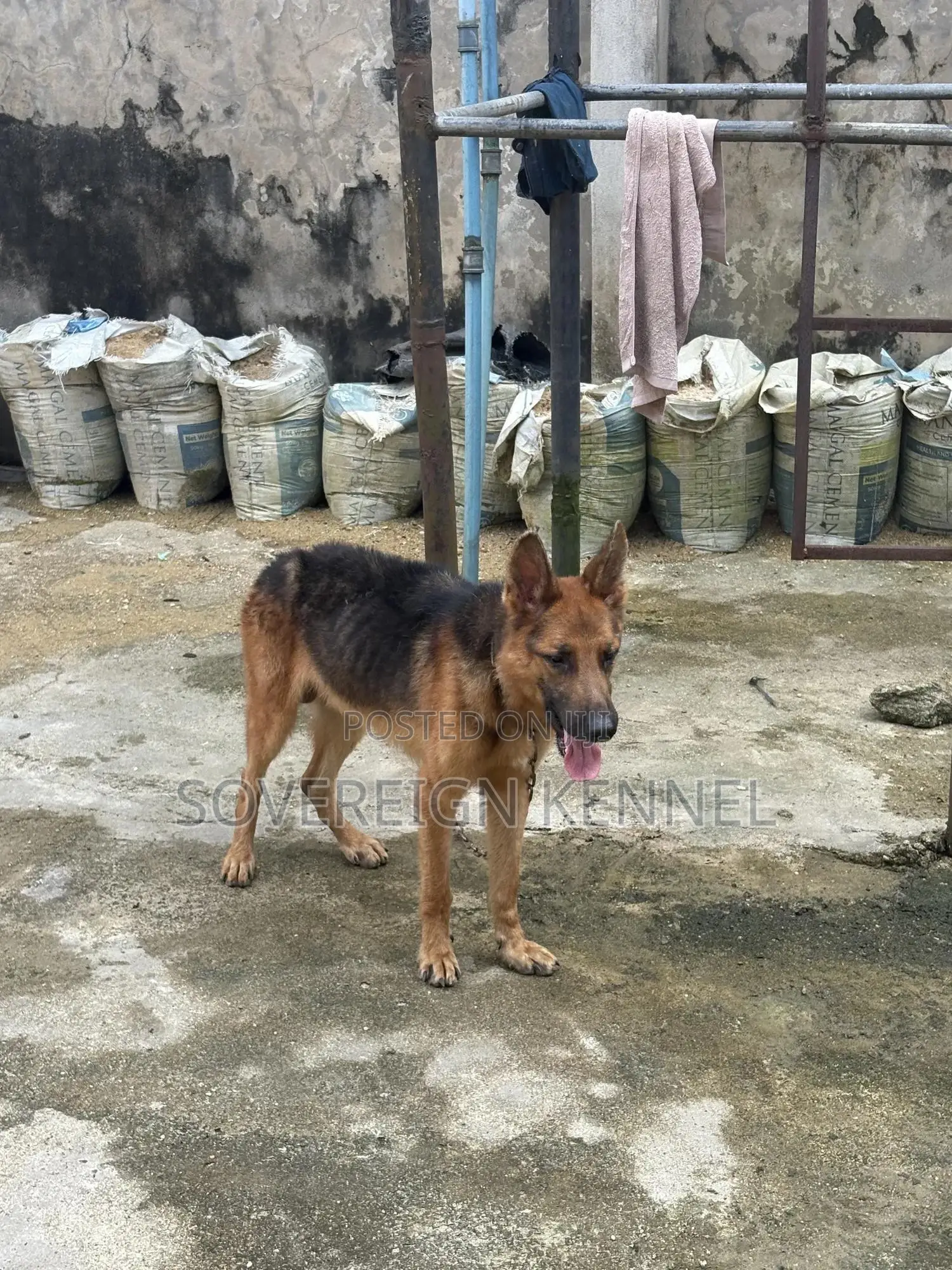 1+ year Male Purebred German Shepherd