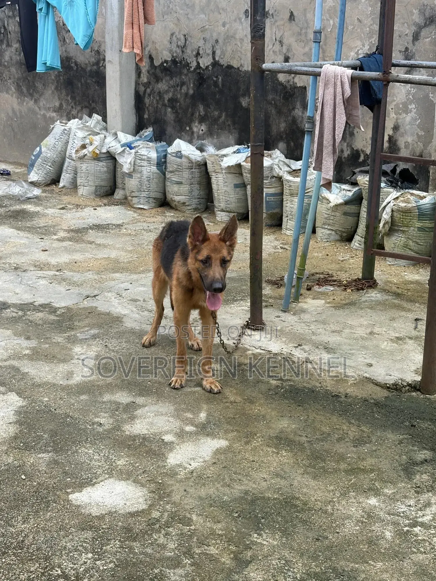 1+ year Male Purebred German Shepherd