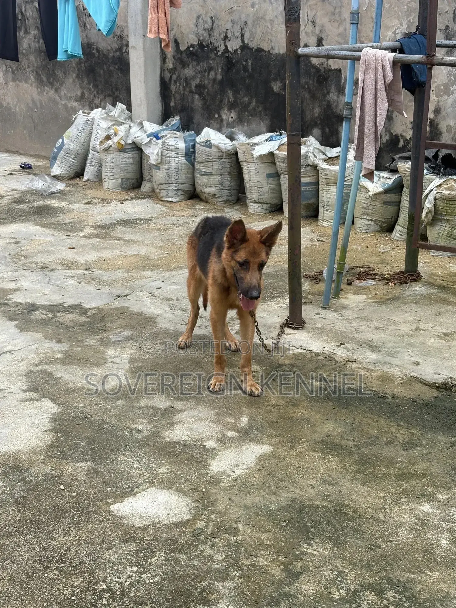 1+ year Male Purebred German Shepherd