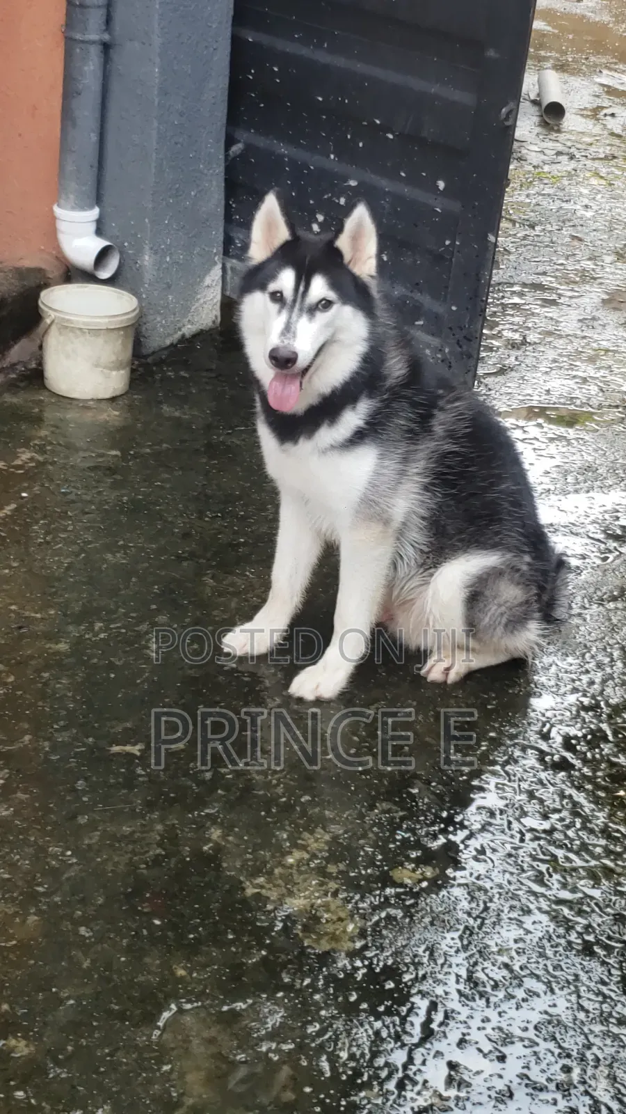 6-12 months Male Purebred Siberian Husky