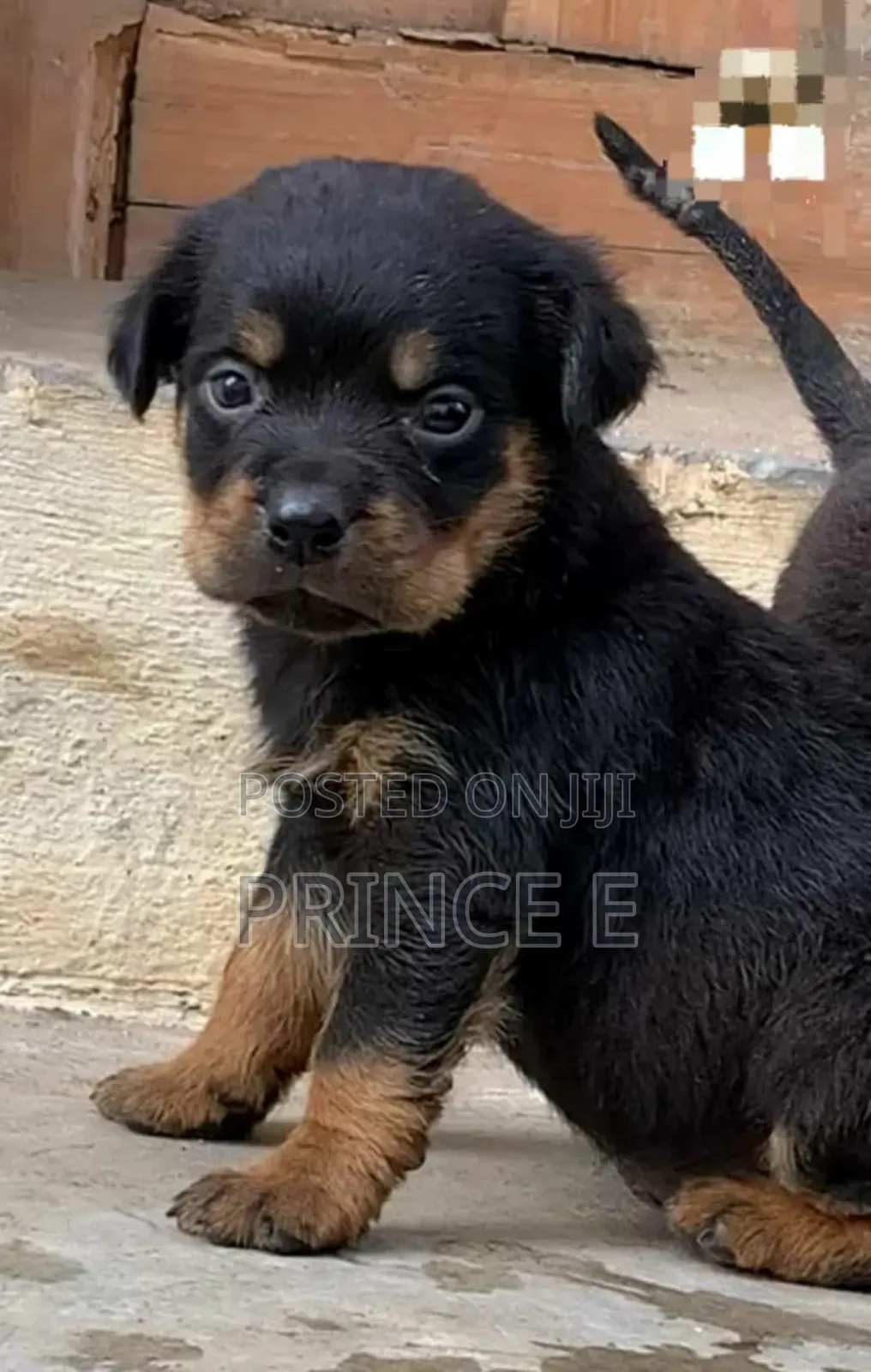 1-3 months Male Purebred Rottweiler