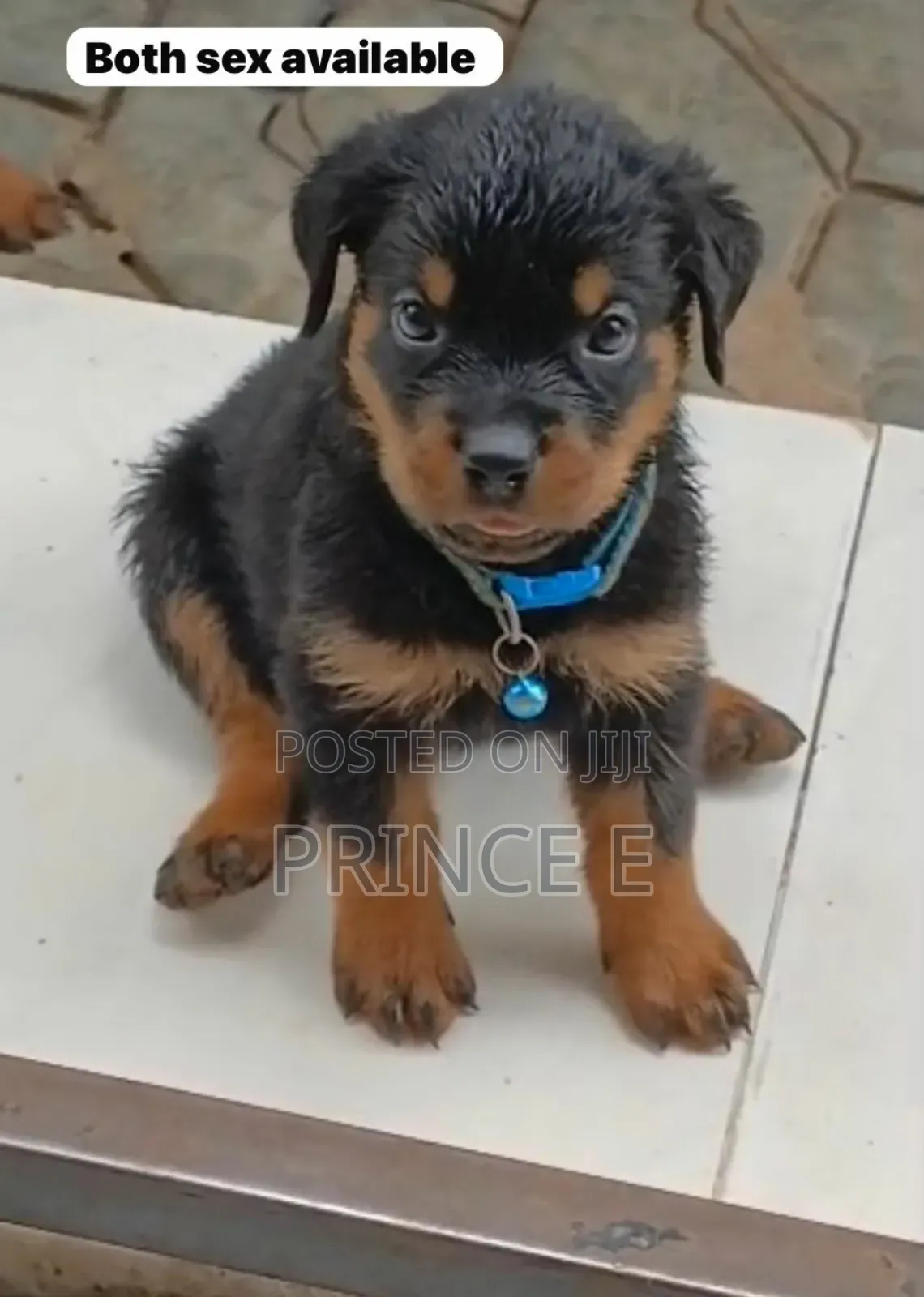 1-3 months Female Purebred Rottweiler