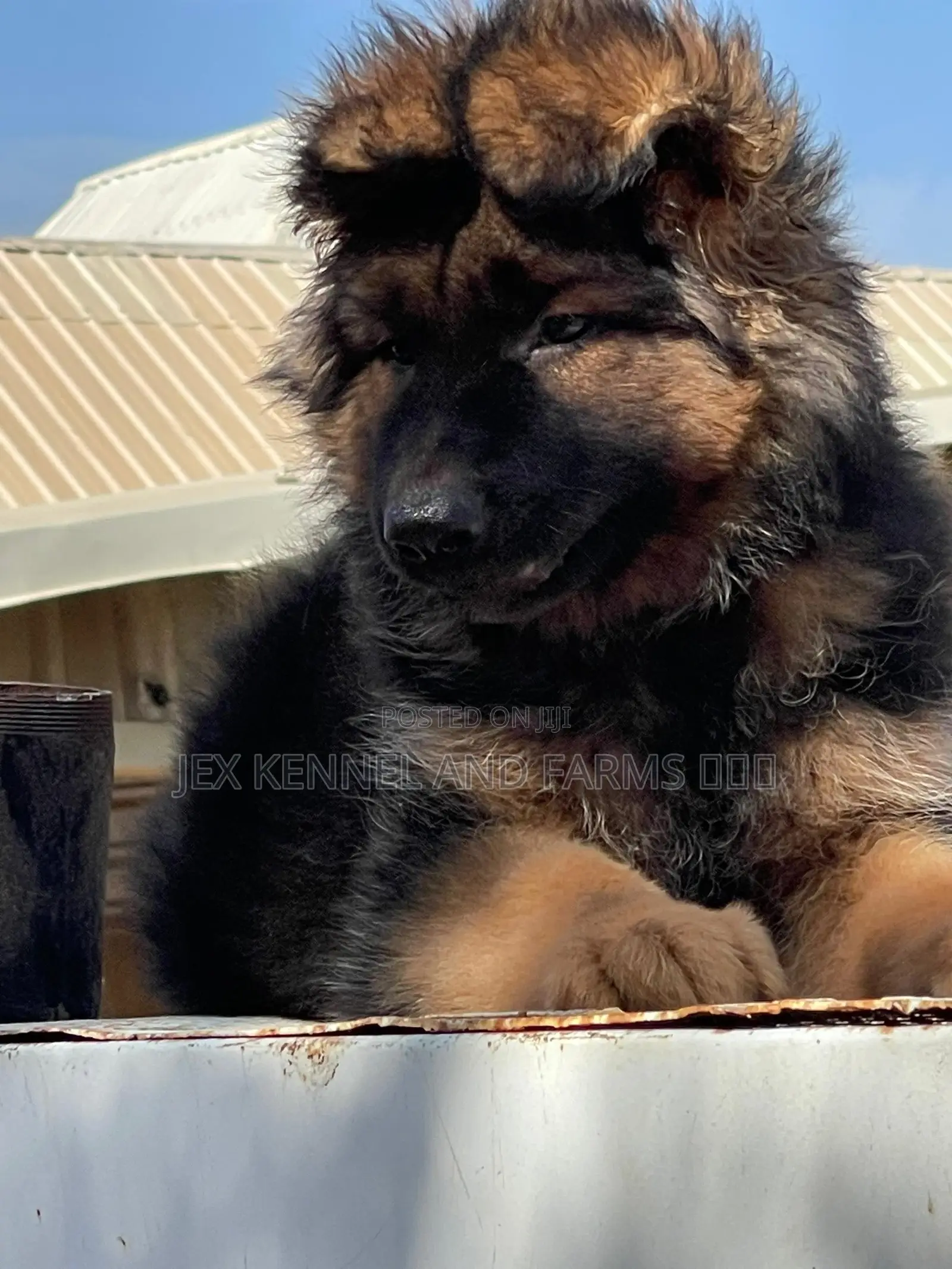 1-3 months Male Purebred German Shepherd