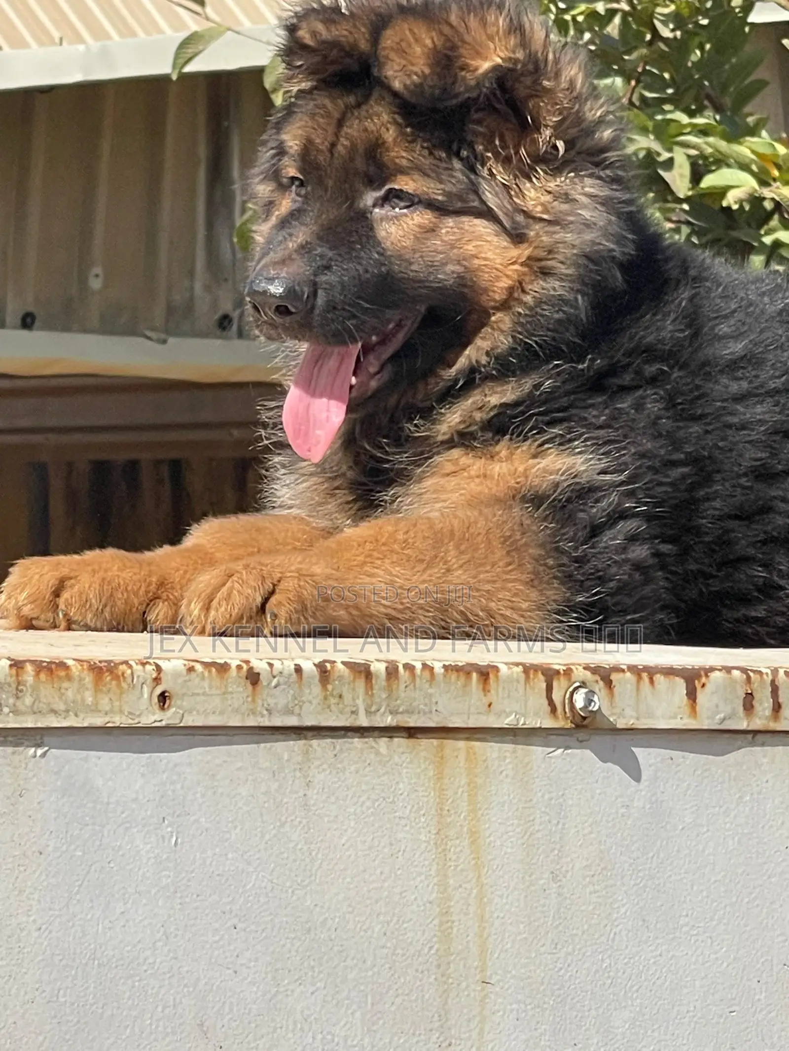 1-3 months Male Purebred German Shepherd