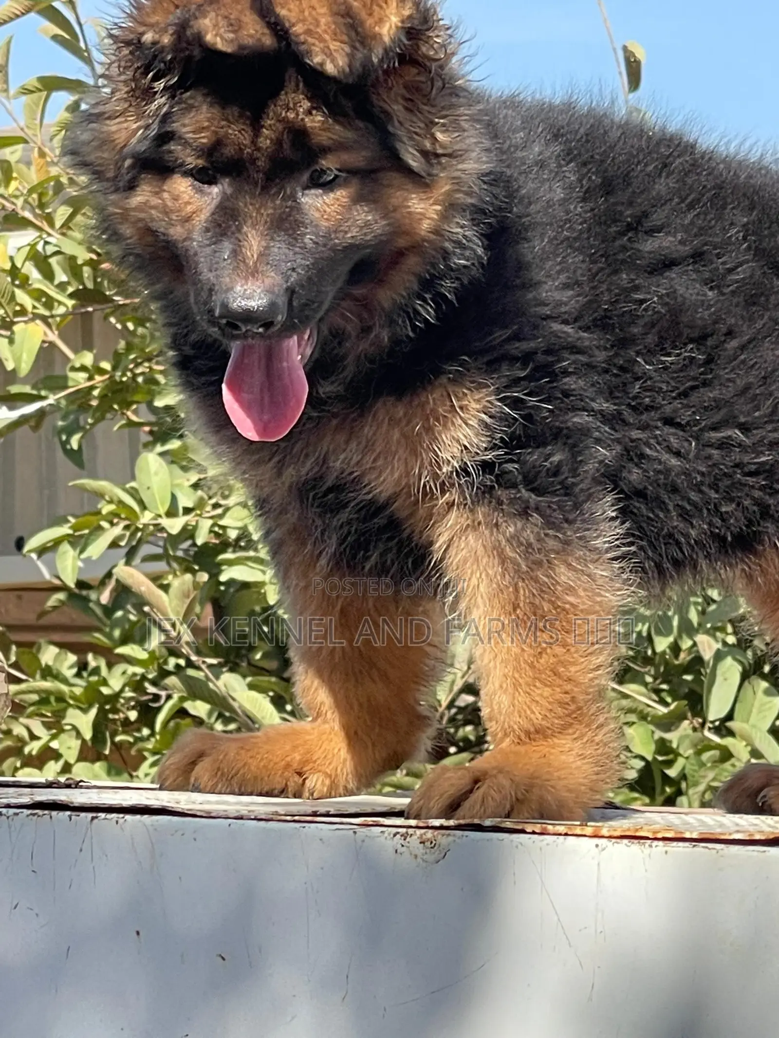 1-3 months Male Purebred German Shepherd