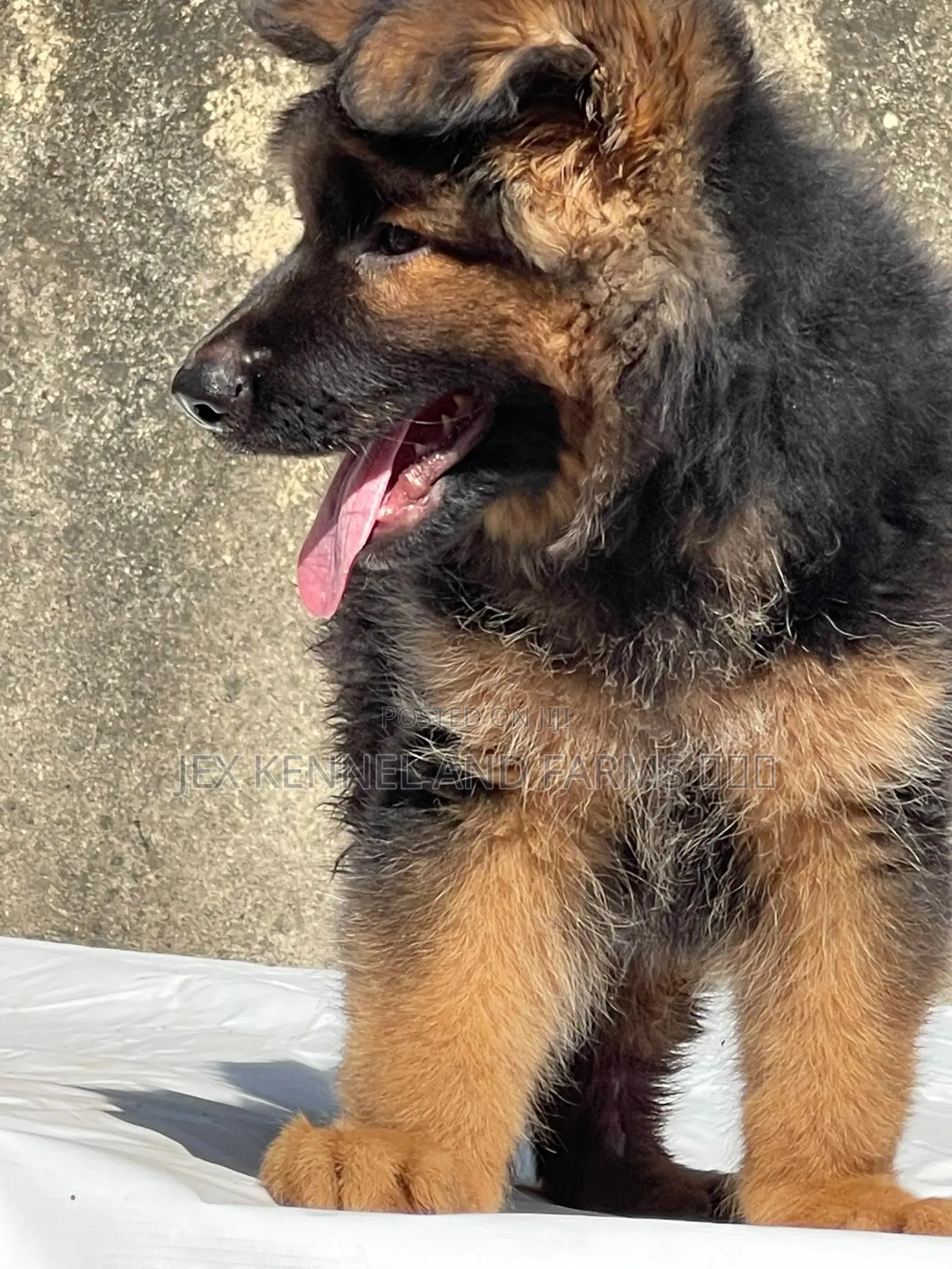 1-3 months Male Purebred German Shepherd