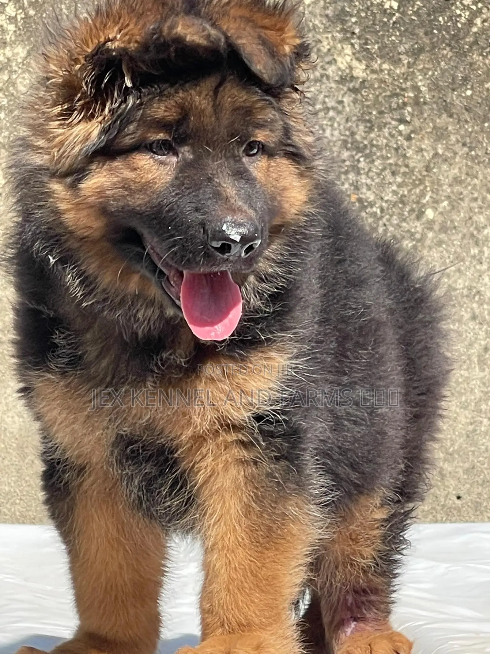 1-3 months Male Purebred German Shepherd