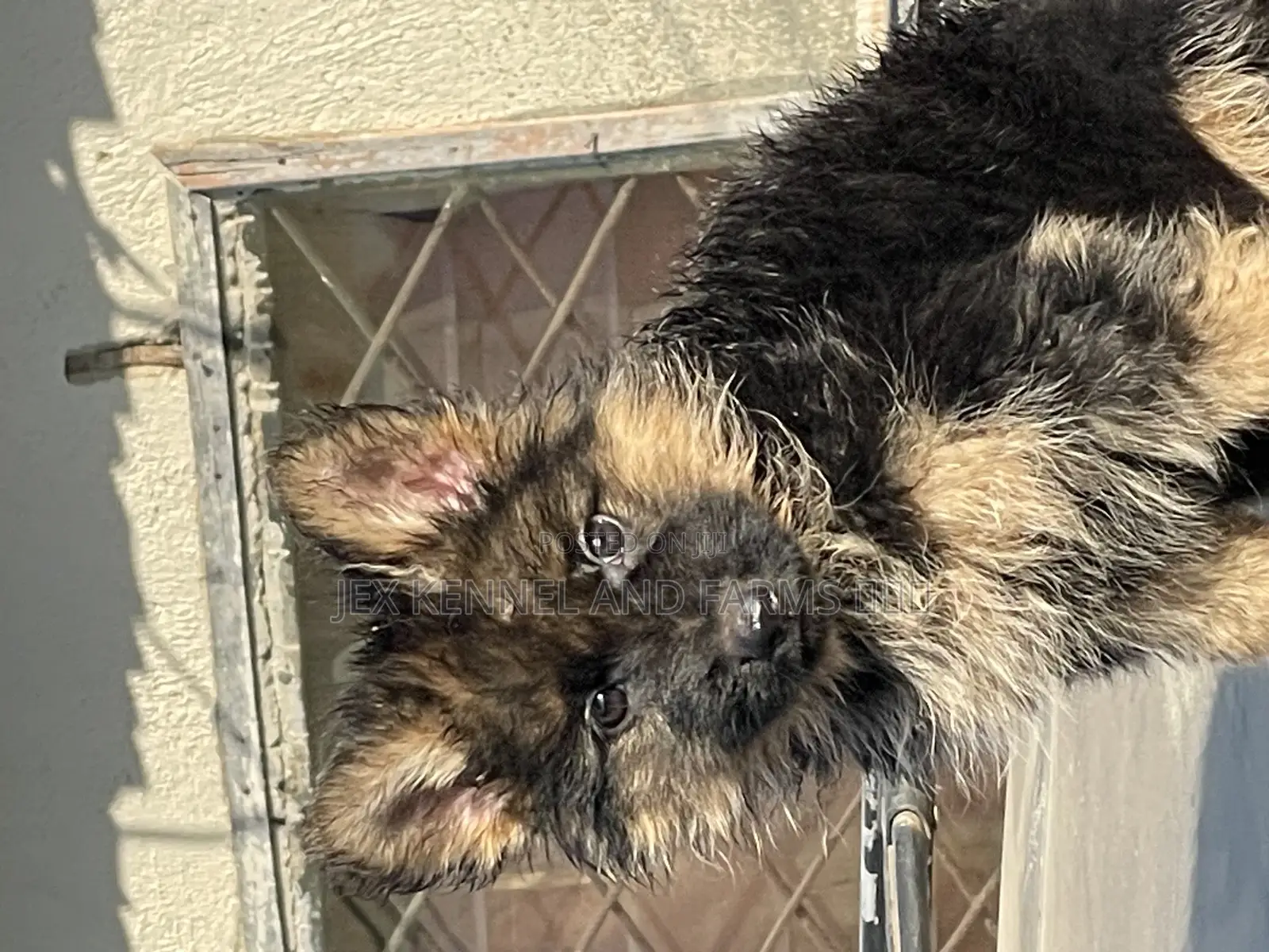 1-3 months Female Purebred German Shepherd