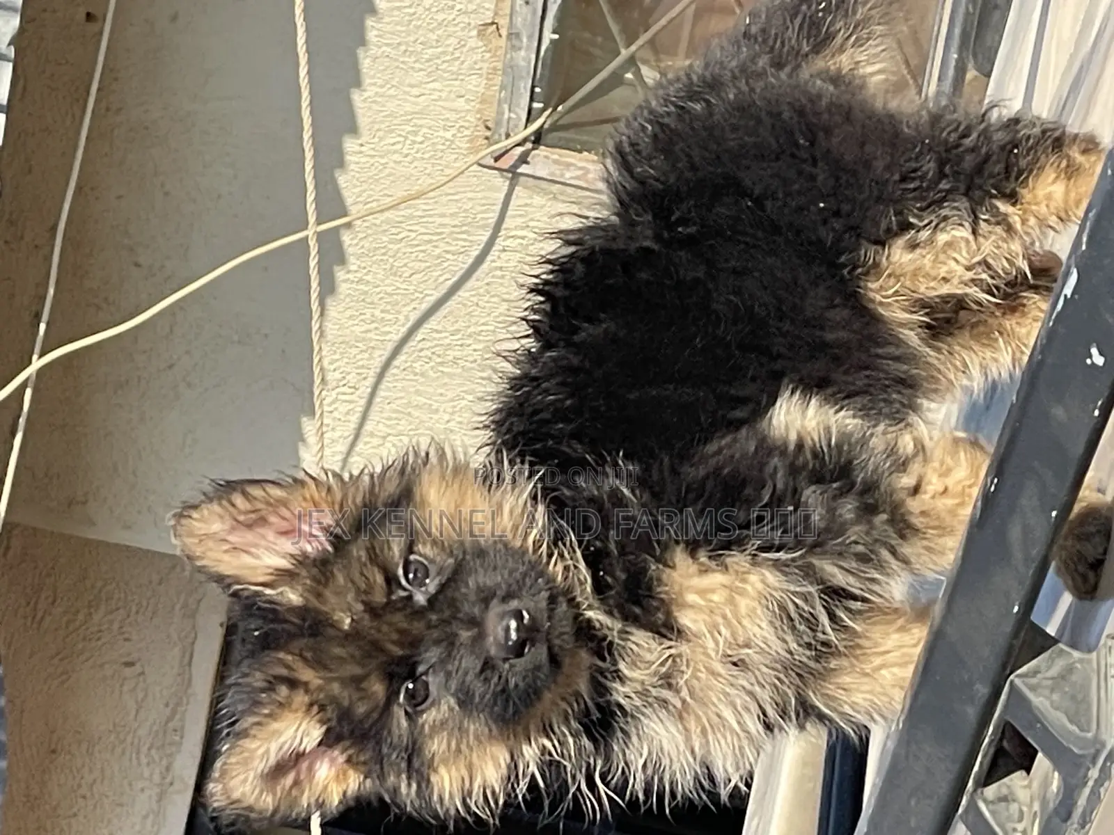 1-3 months Female Purebred German Shepherd