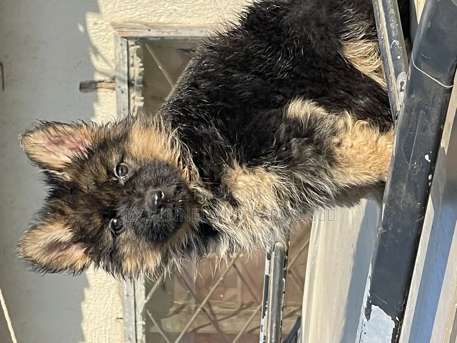 1-3 months Female Purebred German Shepherd