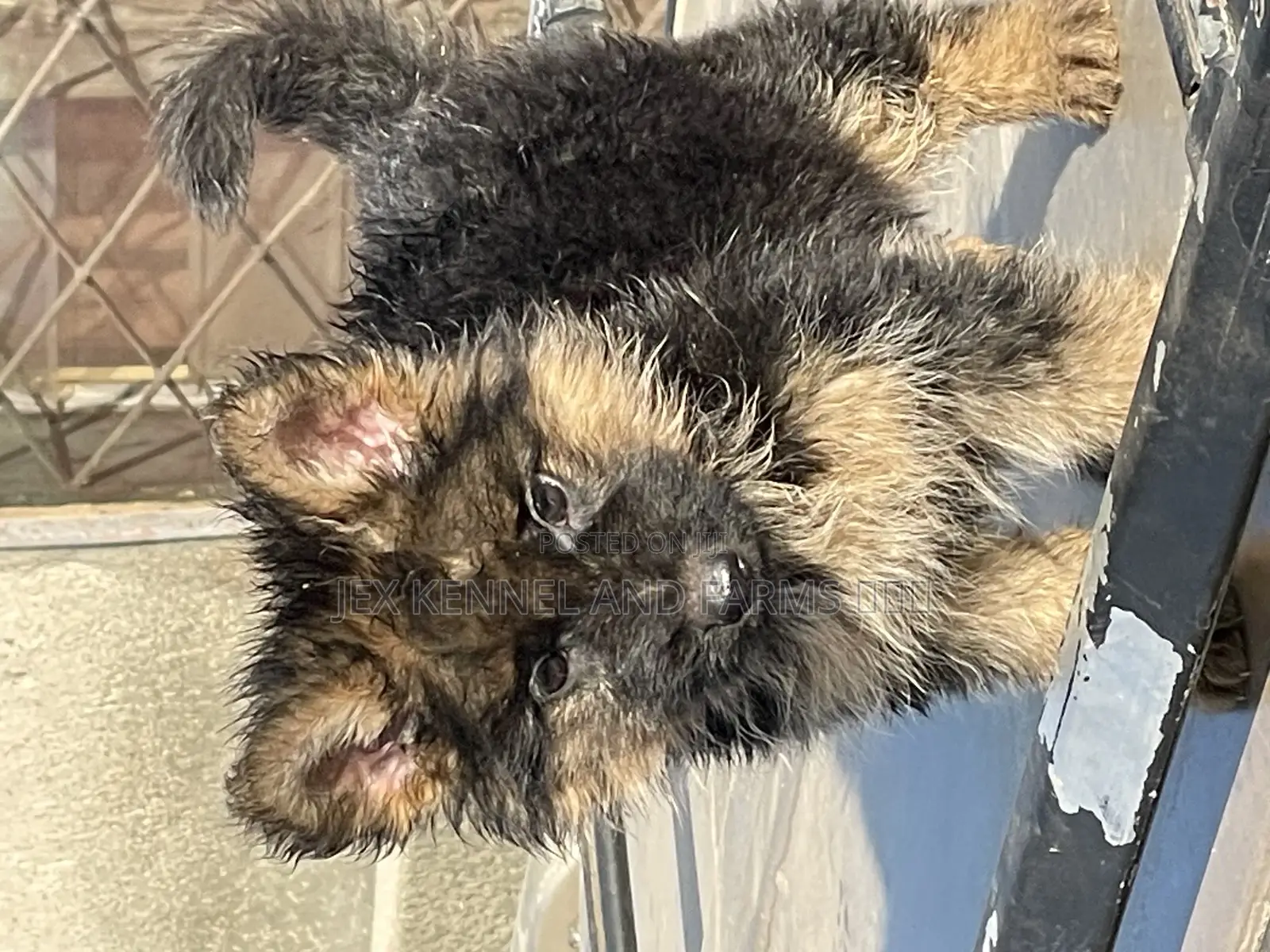 1-3 months Female Purebred German Shepherd