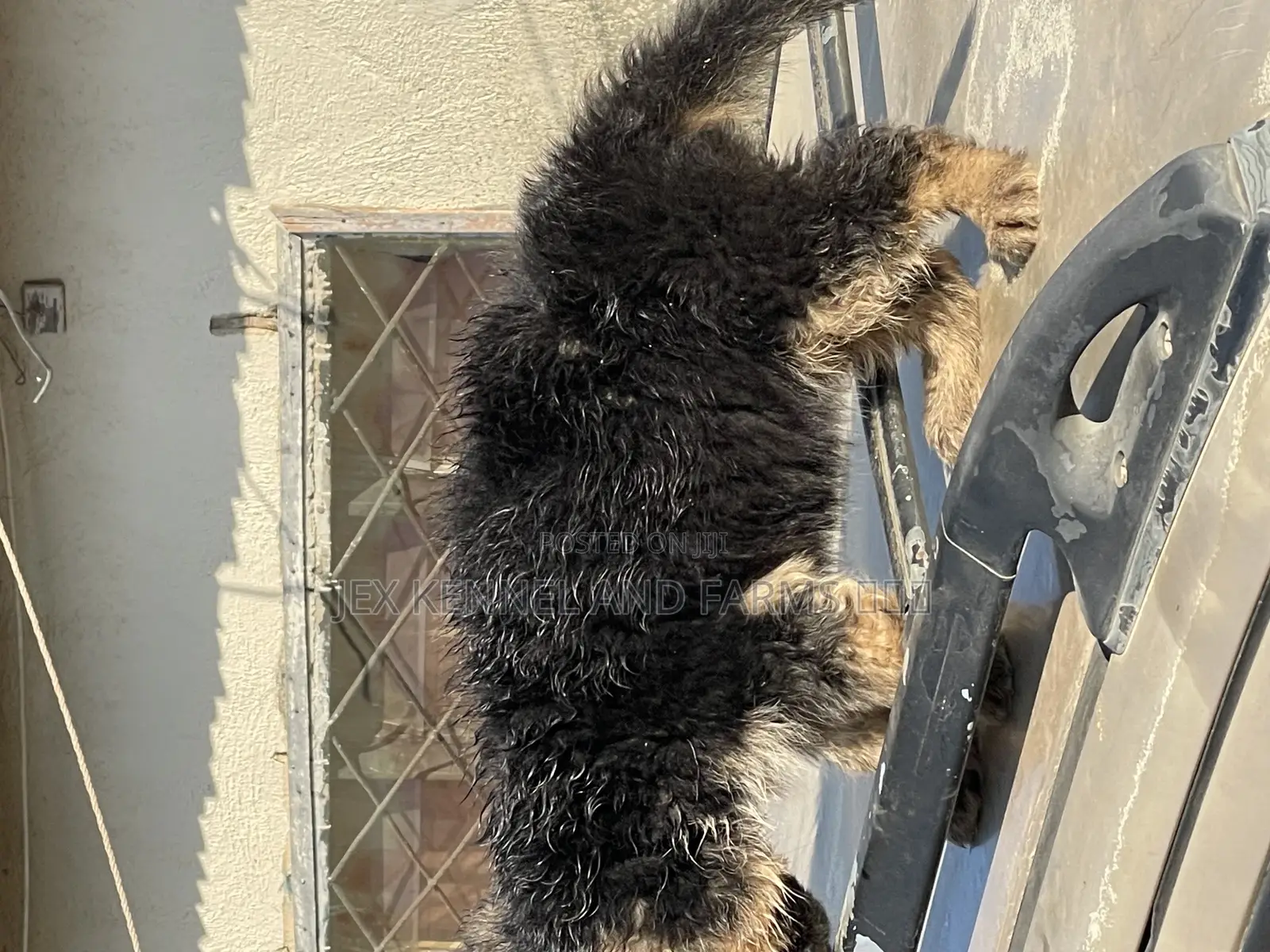 1-3 months Female Purebred German Shepherd