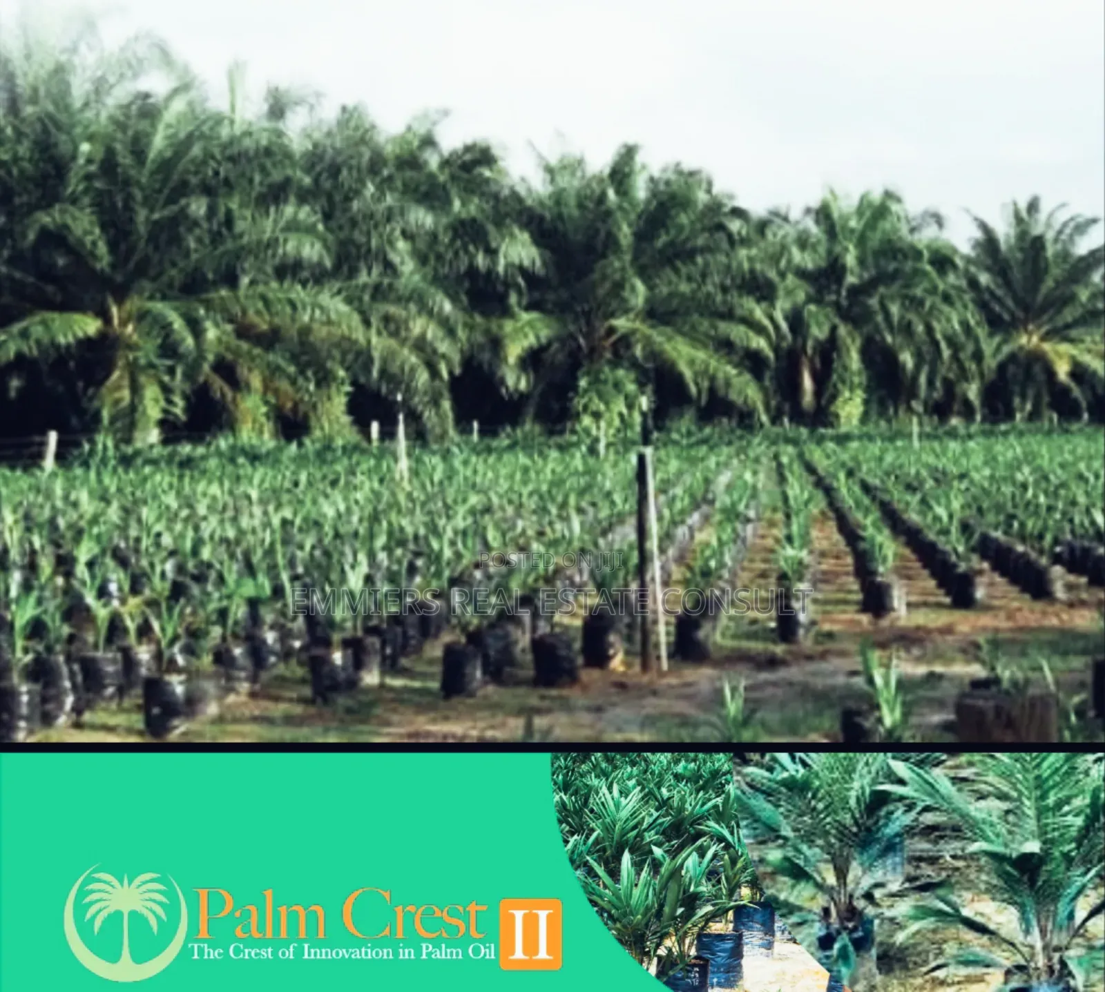 Palm Crest