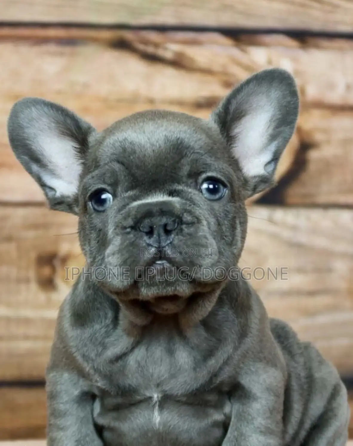 1-3 months Male Purebred French Bulldog