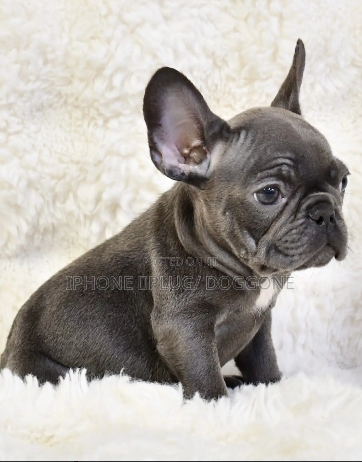 1-3 months Male Purebred French Bulldog